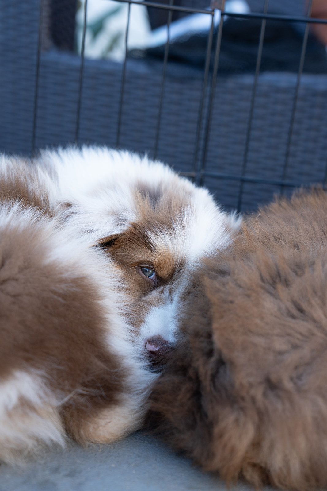 A blue-eyed fluffy Australian Shepherd puppy for sale resting among other puppies inside a wire pen.
