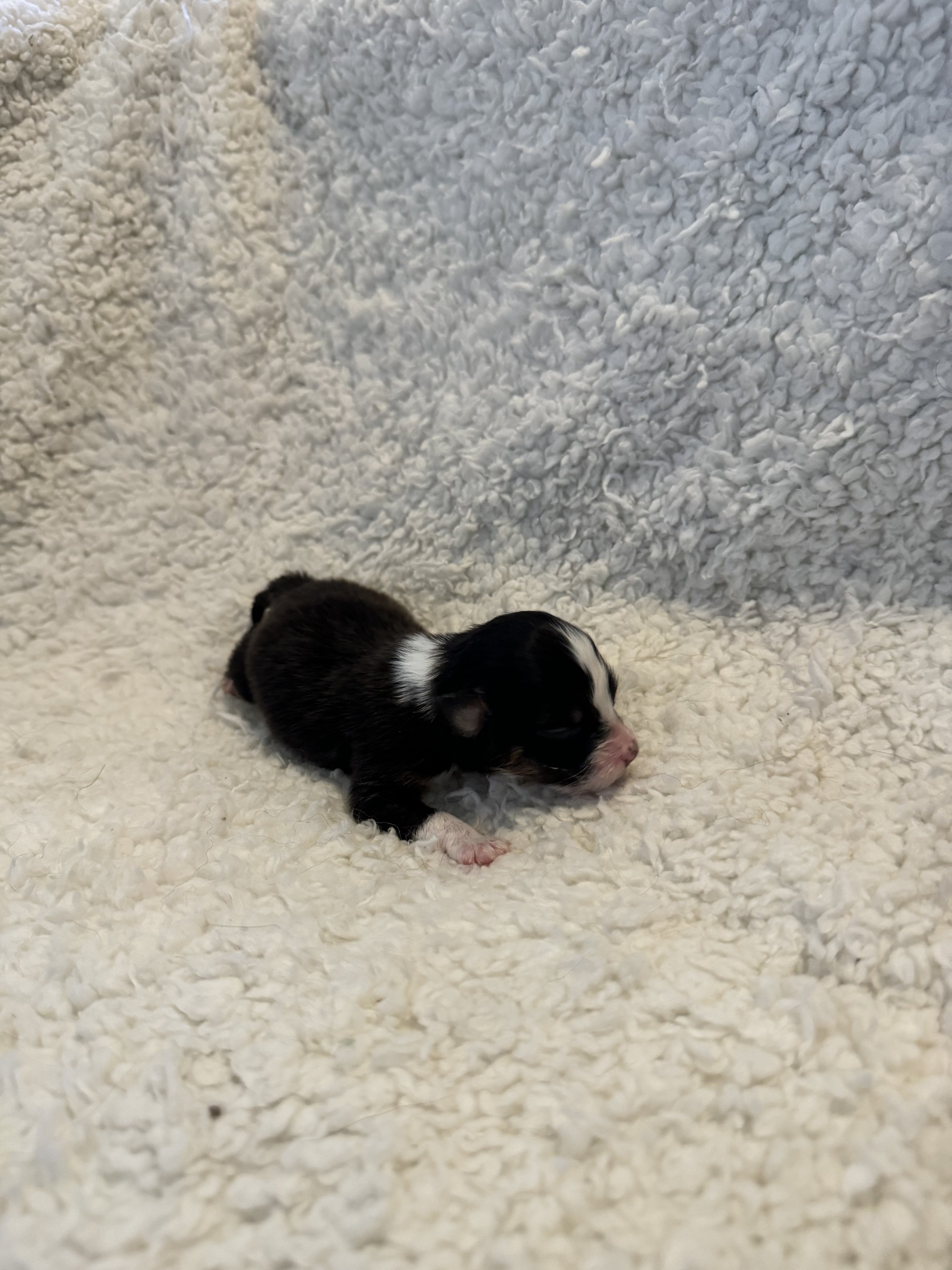 Corvallis- Black Tri Female