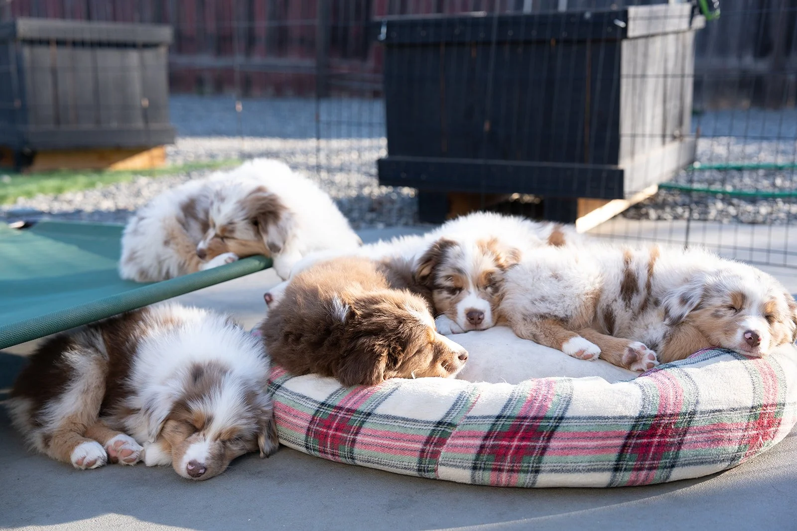 Six puppies sleeping on and around a plaid dog bed outdoors. Sleepy playful adorable australian shepherds for sale.