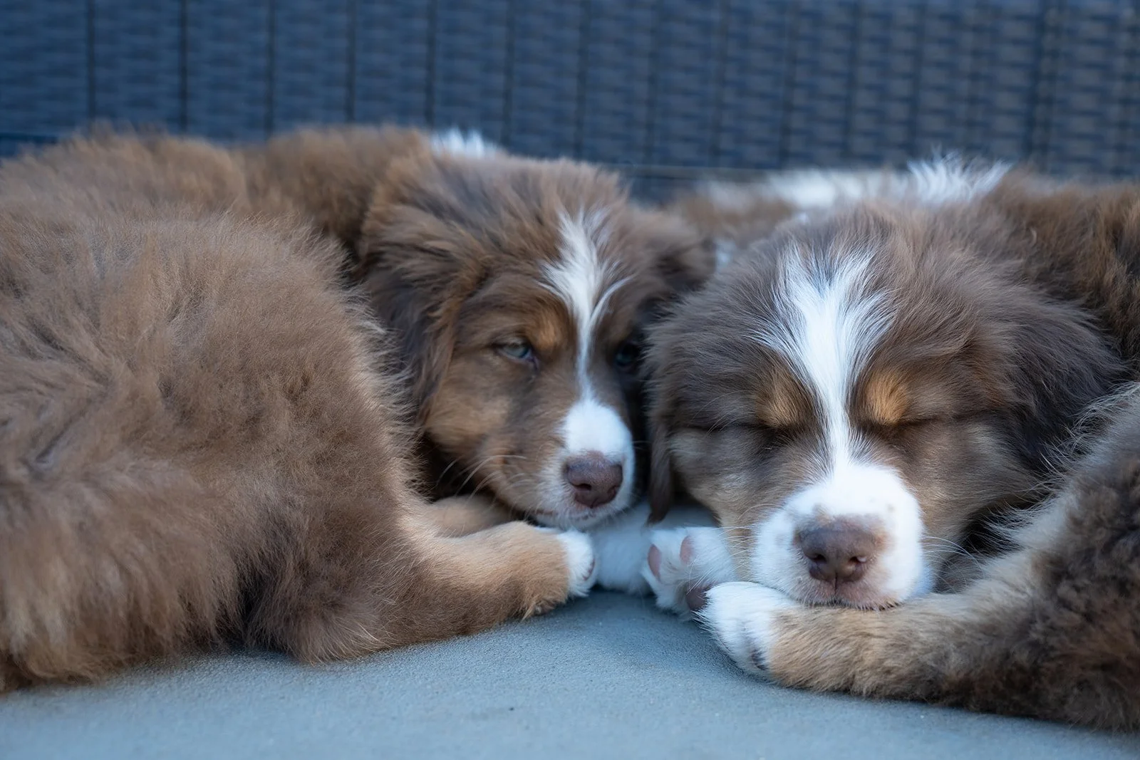 Three red tri and black tri Australian Shepherd puppies for sale sleeping close together on a gray surface with a dark background.