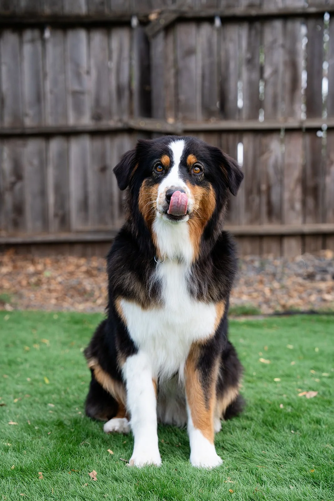 An Australian Shepherd dog with a black, white, and tan coat sitting on green grass in a yard with a wooden fence in the background, licking its nose.