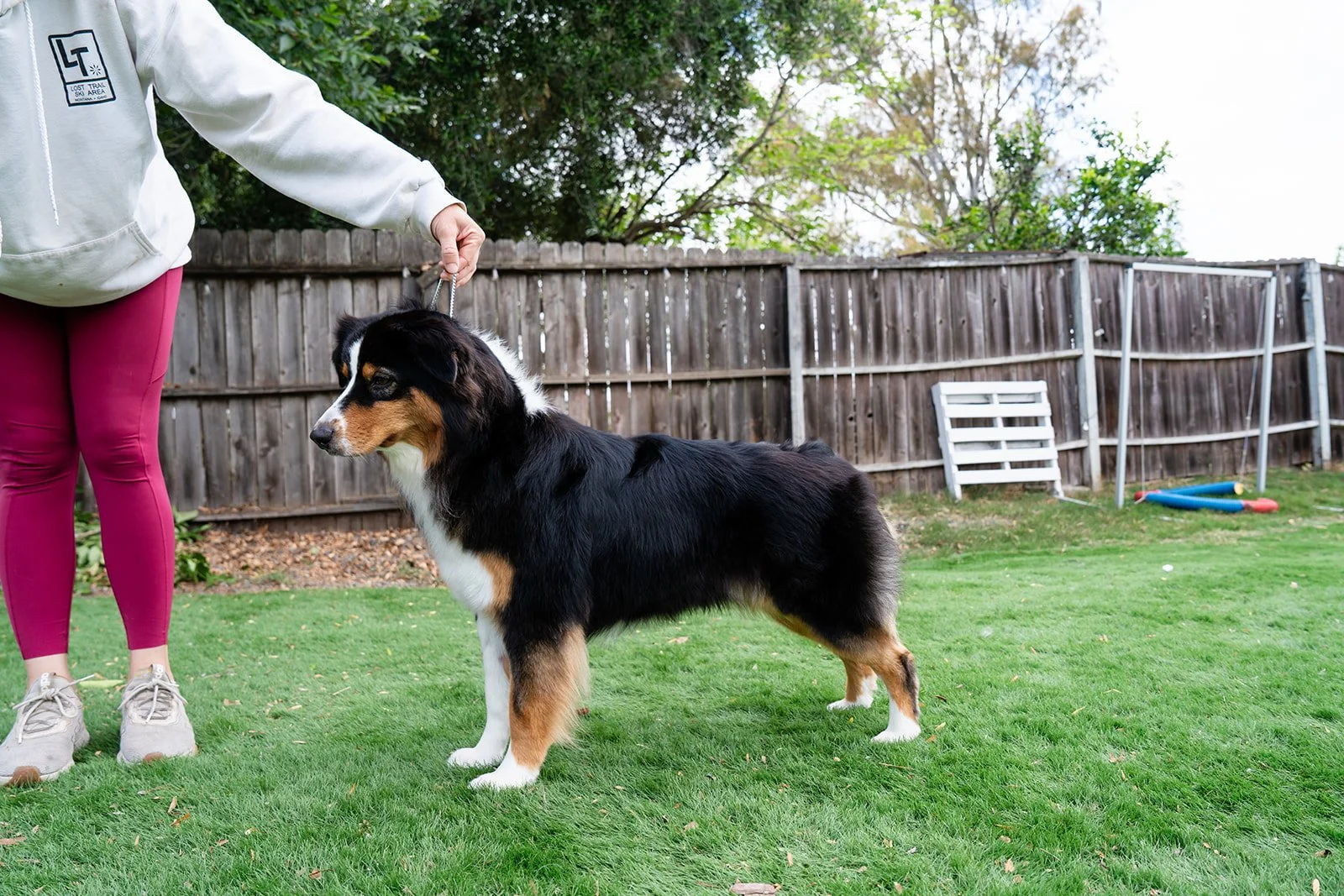 Person holding the leash of a large Australian Shepherd dog in a backyard with a wooden fence, green grass, trees, and some outdoor objects like a white vent cover, a small PVC pipe fence, and a small colorful toy.