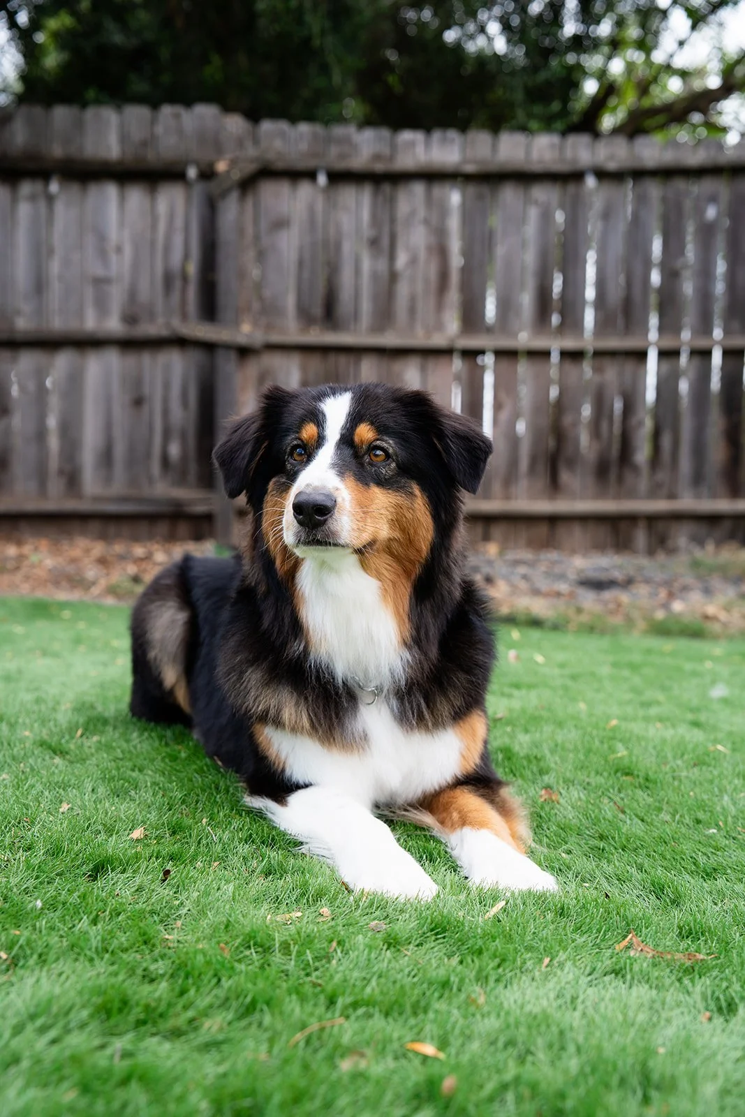 A tricolor Australian Shepherd dog lying on a green lawn in front of a wooden fence with trees overhead.
