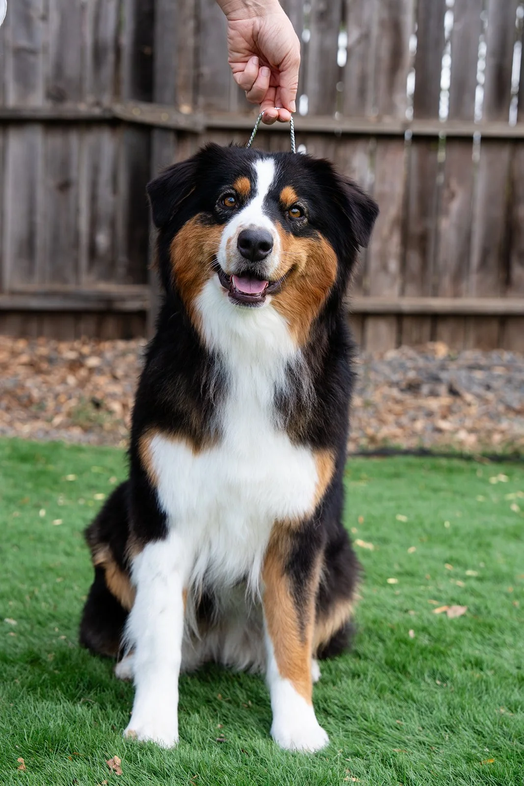 A happy Australian Shepherd dog sitting on grass, with a person holding a leash above its head, in a backyard with a wooden fence.
