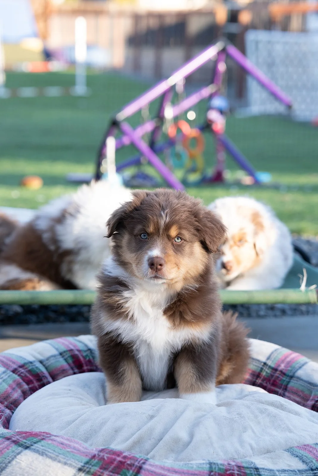 A cute red tri male aussie puppy for sale sitting on a dog bed outdoors with a blurred background of a grassy yard, a purple swing set, and another puppy lying behind it.