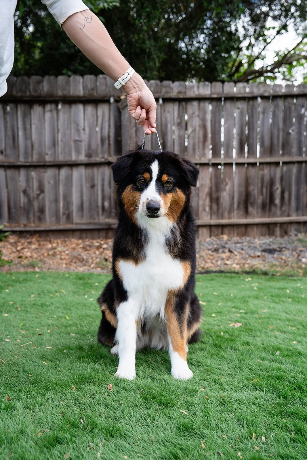 A dog sitting on a green lawn, held on a leash by a person out of frame. The dog has a black, white, and brown coat and is in front of a wooden fence with trees and foliage in the background.
