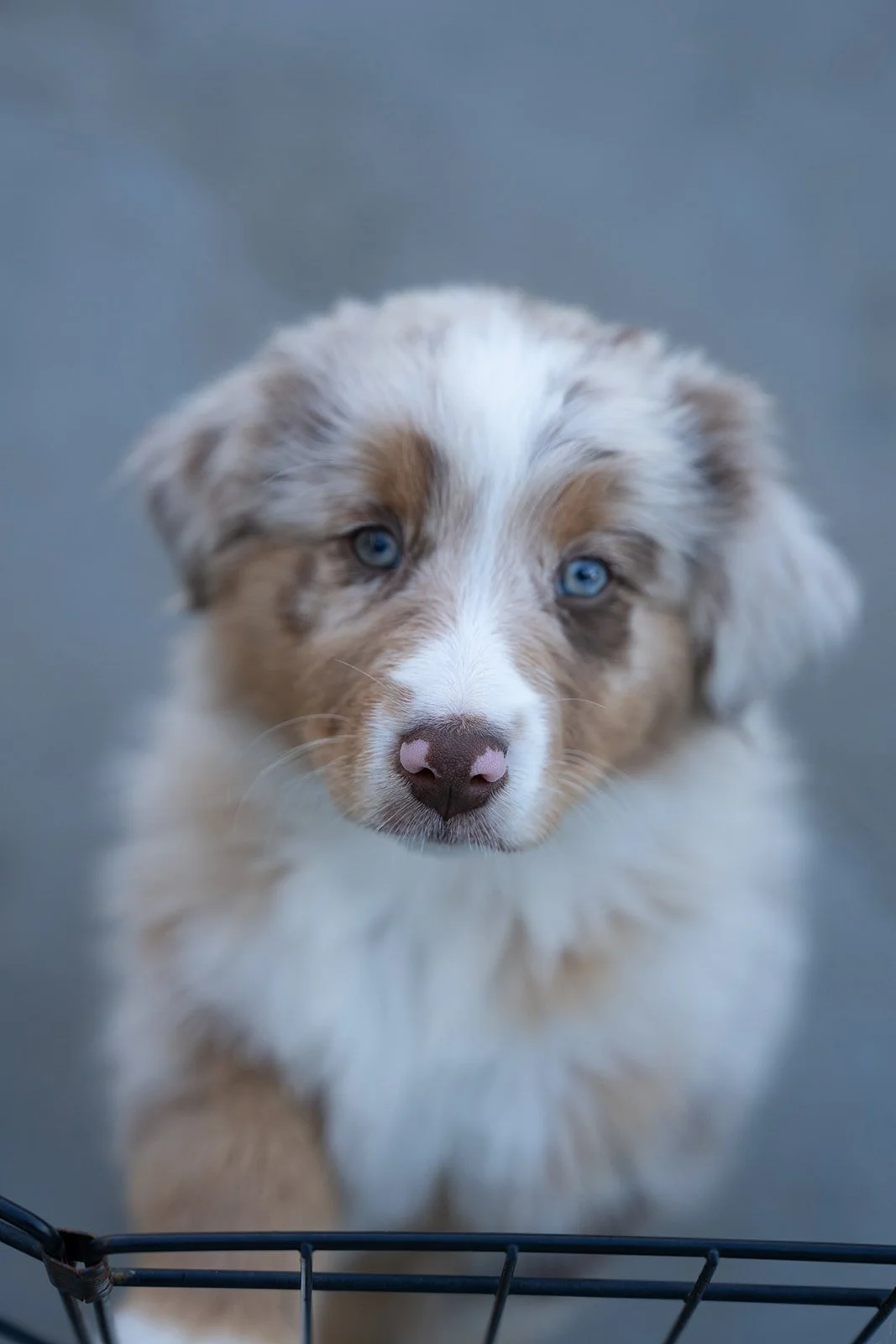 Close-up of a young red merle female Australian Shepherd puppy with one blue eye and one green eye that's for sale and has a pink nose, standing behind a wire fence.