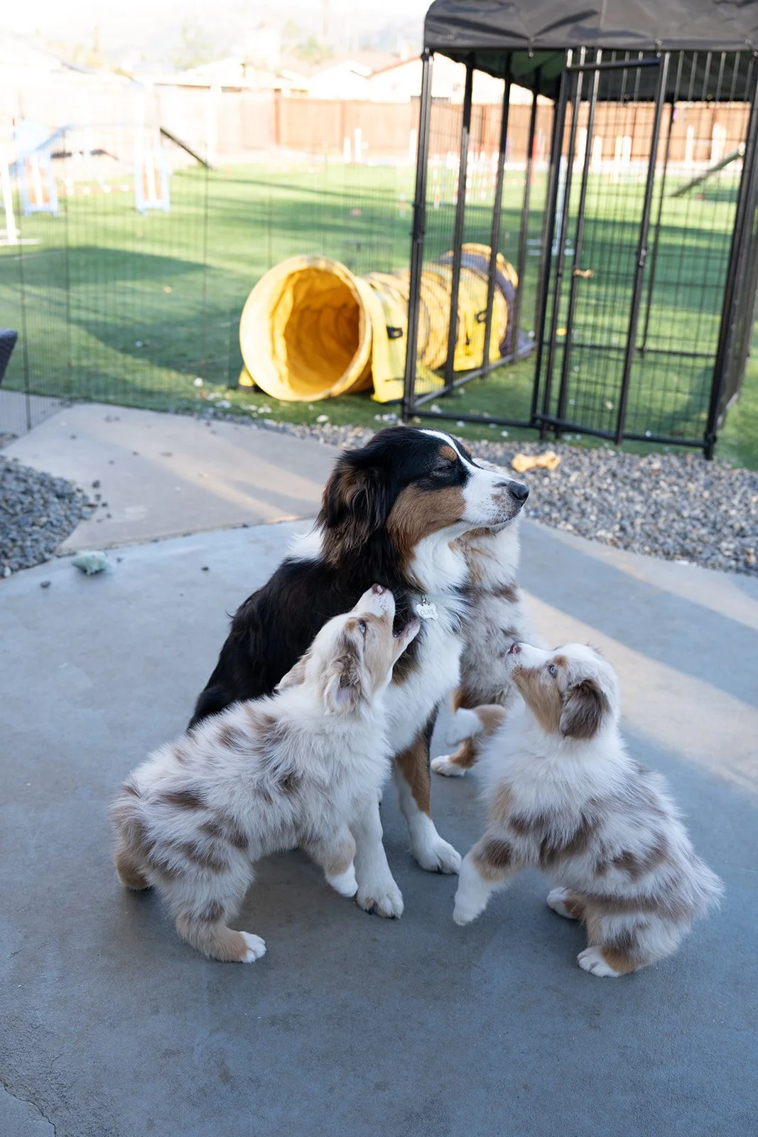 A dog sitting outside with two puppies, one licking the dog's face, with a dog agility tunnel and outdoor backyard in the background. Australian Shepherd breeder near me.