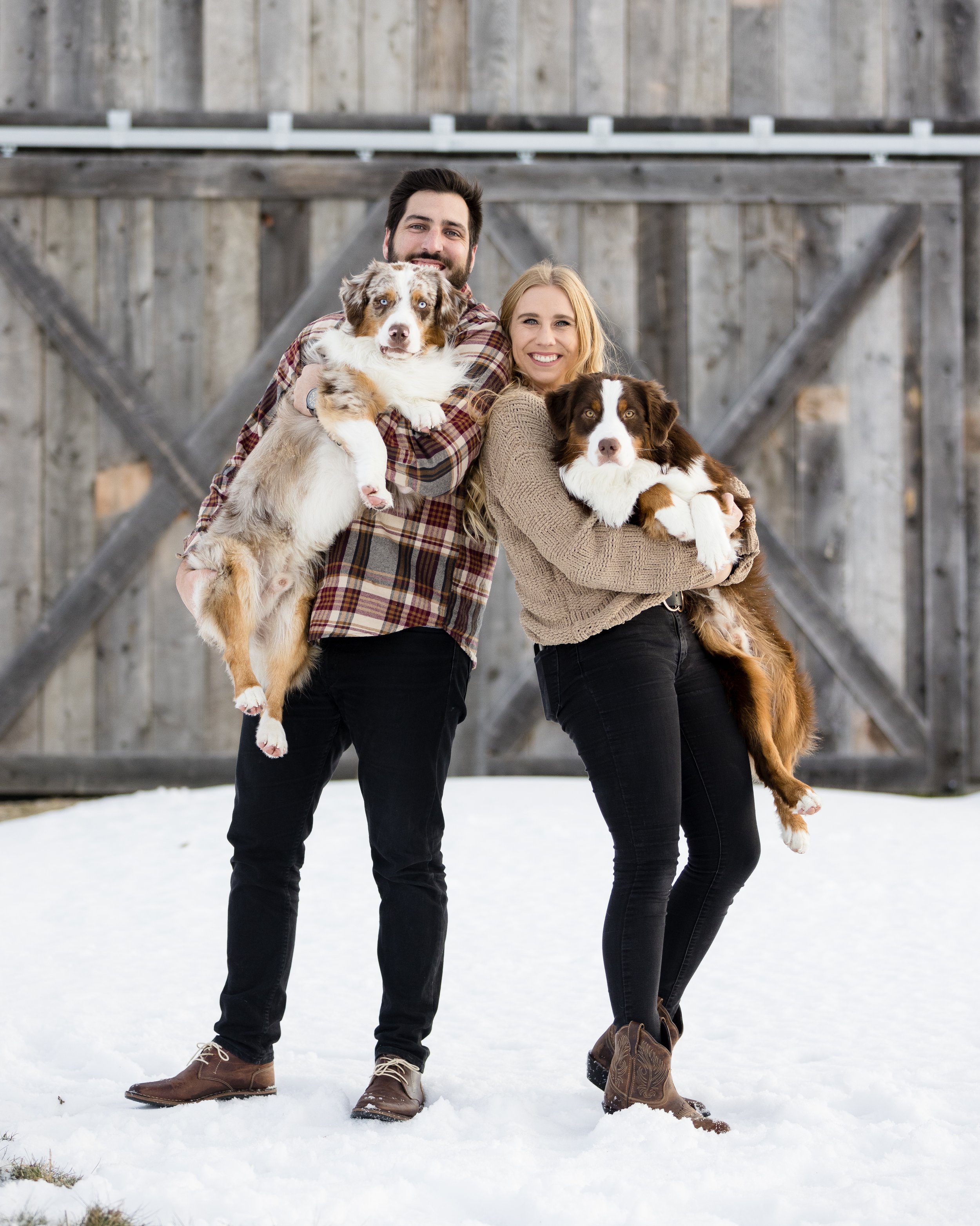 Male Aussies For Sale