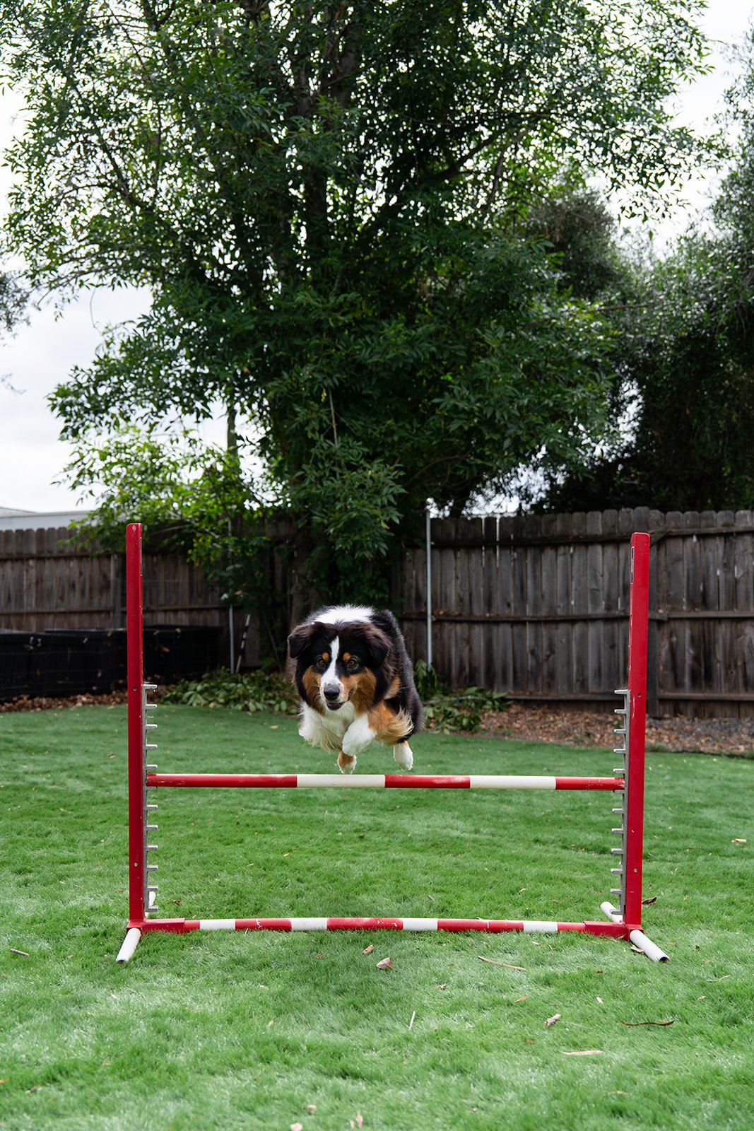 A dog jumps over a red and white agility hurdle in a backyard with green grass, trees, and a wooden fence. Australian Shepherd breeder near me. Australian Shepherd for sale.