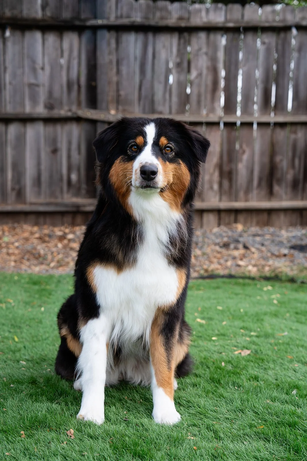 A tri-color Australian Shepherd dog sitting on green grass in a backyard with a wooden fence in the background.