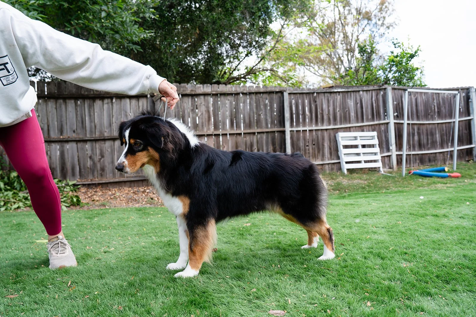A person holding a dog on a leash in a backyard with green grass and a wooden fence.