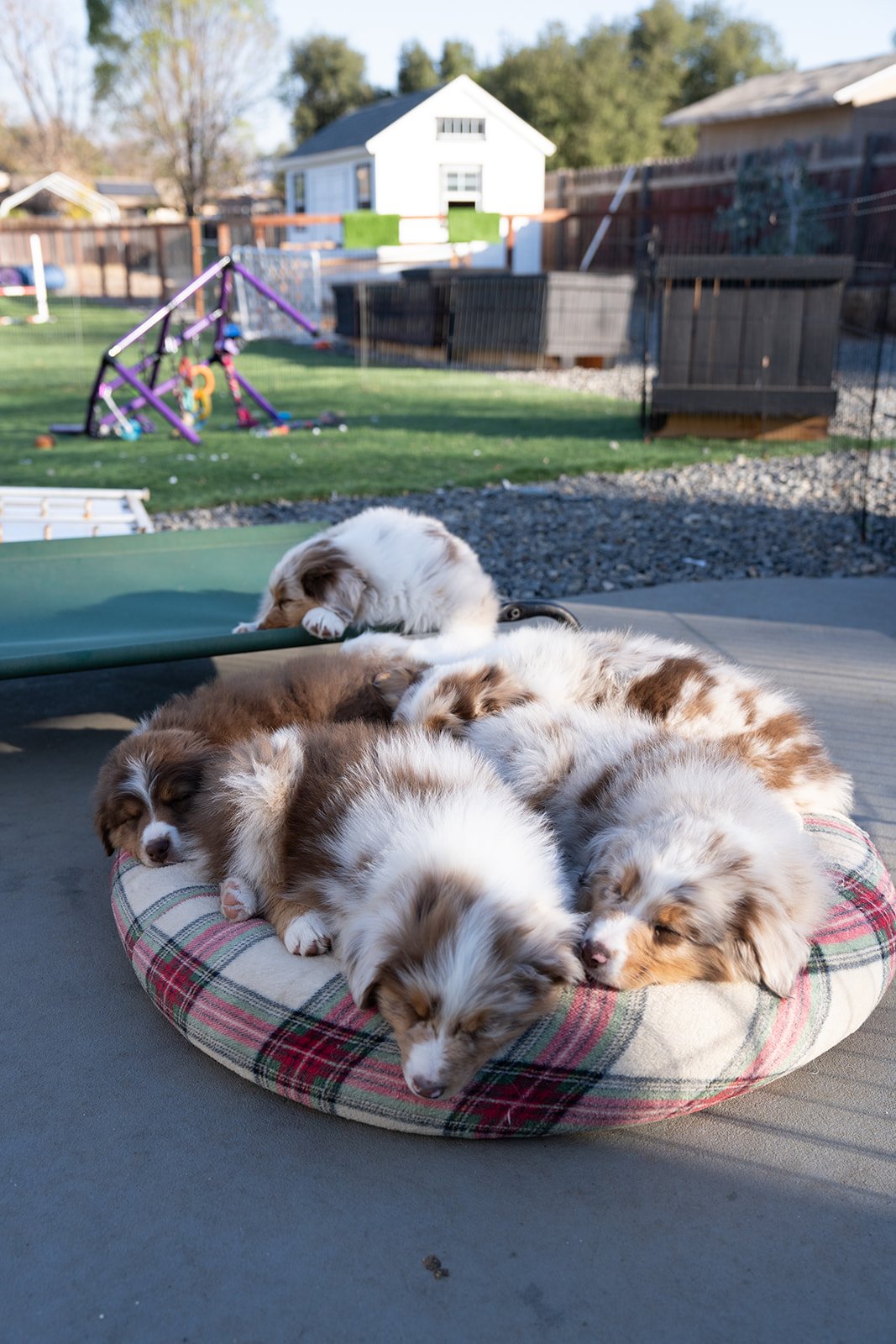 Six Australian Shepherd puppies for sale sleeping on a round dog bed outside on a patio, with a backyard, playset, and house in the background.