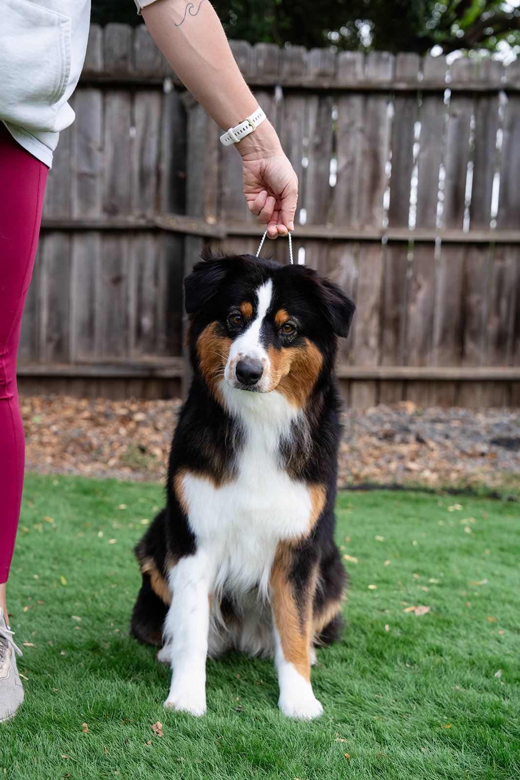 Australian Shepherd dog sitting on grass in backyard, person holding leash above its head, wooden fence in background.