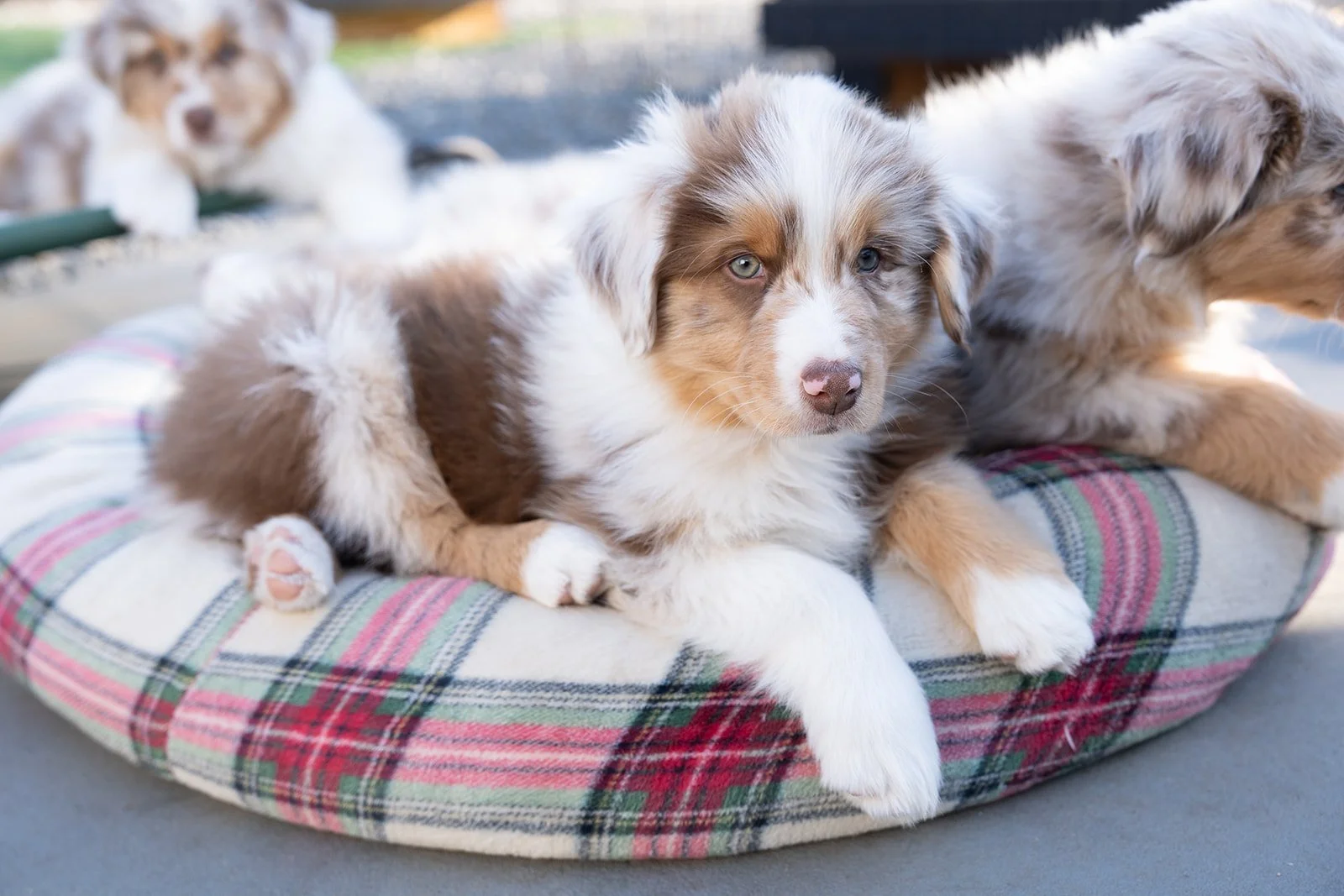 A cute puppy with blue eyes and a merle coat resting on a plaid dog bed outside, with other puppies in the background. Australian Shepherd puppies for sale.
