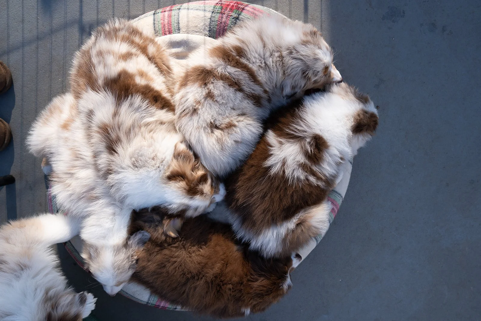 Seven Australian Shepherd puppies for sale cuddling and sleeping on a round, plaid cushion.