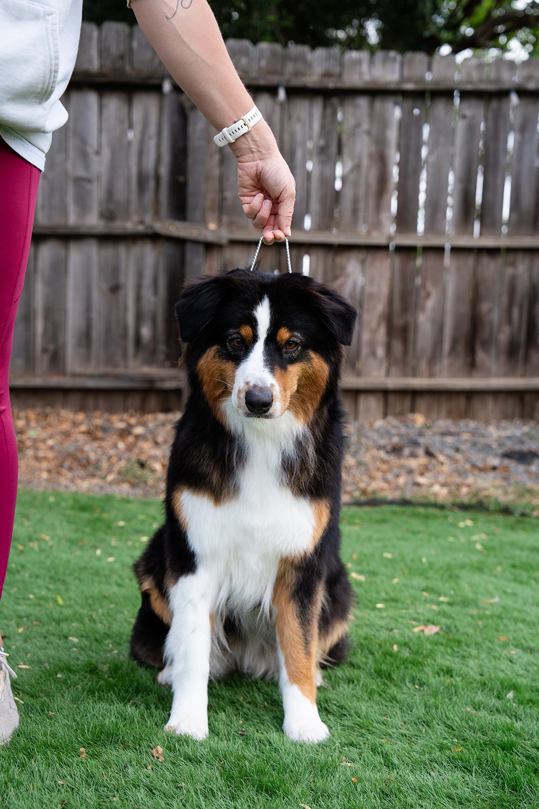 A herding dog sitting on grass in a backyard with a wooden fence, being held on a leash by a person wearing a white shirt and pink pants.