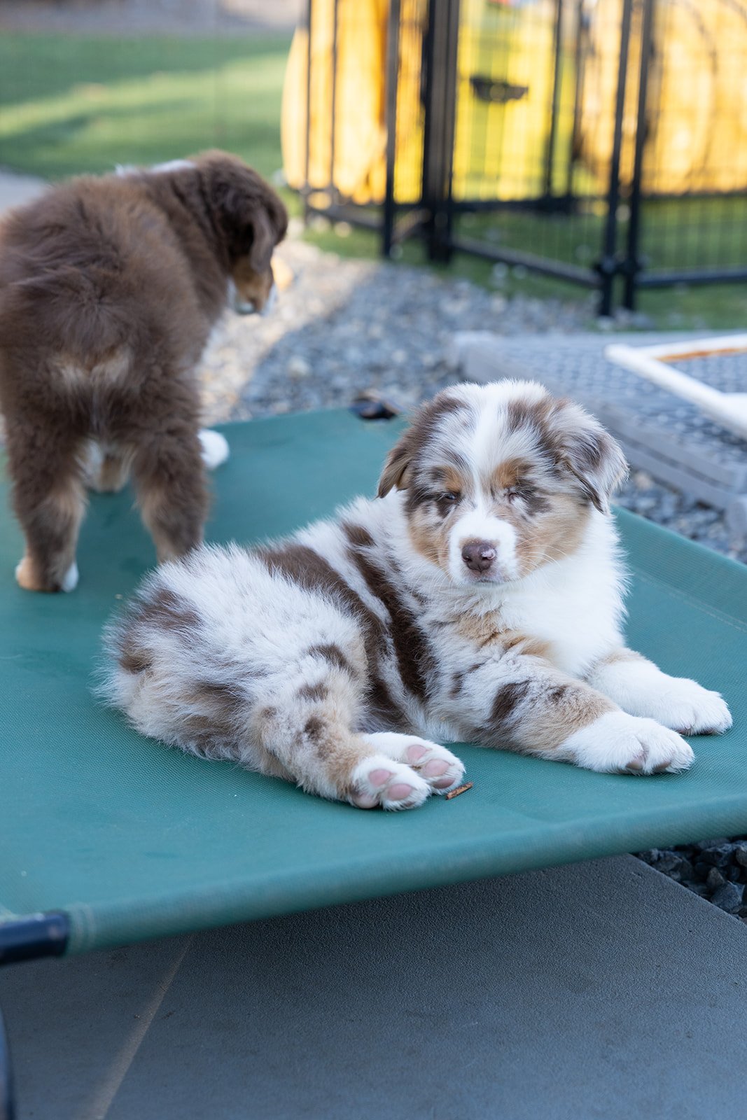 Two Australian Shepherd puppies for sale, red tri female and one red tri male, one lying down with eyes half-closed and the other standing, on a green elevated outdoor bed with a fenced yard in the background.