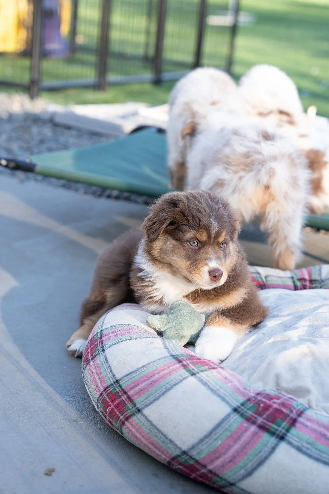 A brown and white red tri female aussie puppy with blue eyes sitting on a plaid dog bed outdoors, with fluffy white red merle aussies and brown dogs in the background.