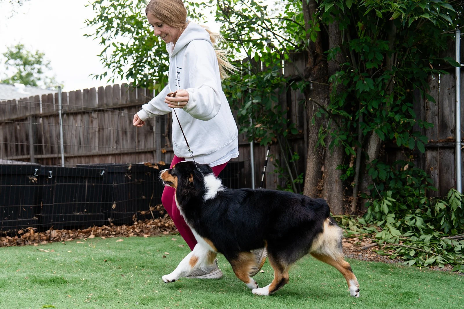 Woman playing with a Bernese Mountain Dog outside in a backyard with a wooden fence, trees, and green grass.