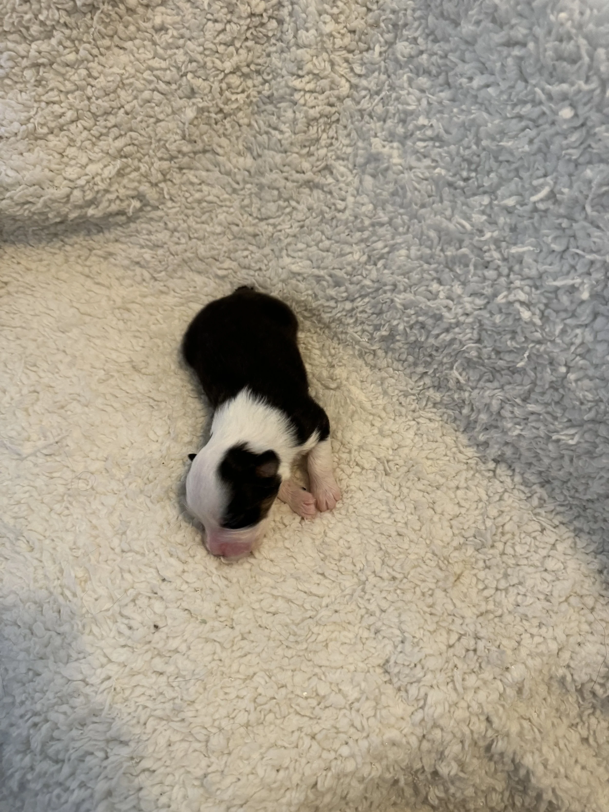 Lolo- Black Tri Female