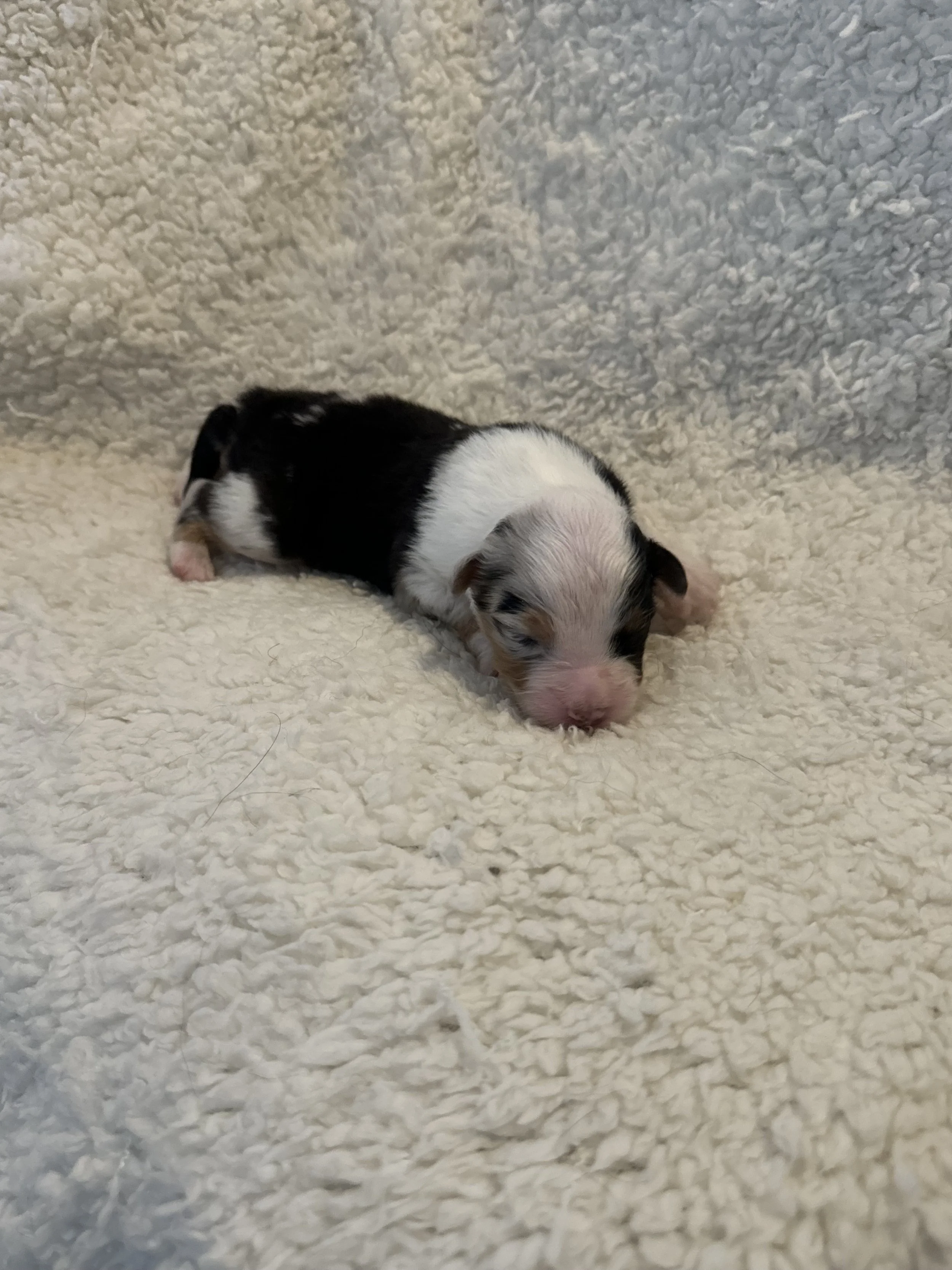 Darby- Blue Merle Female