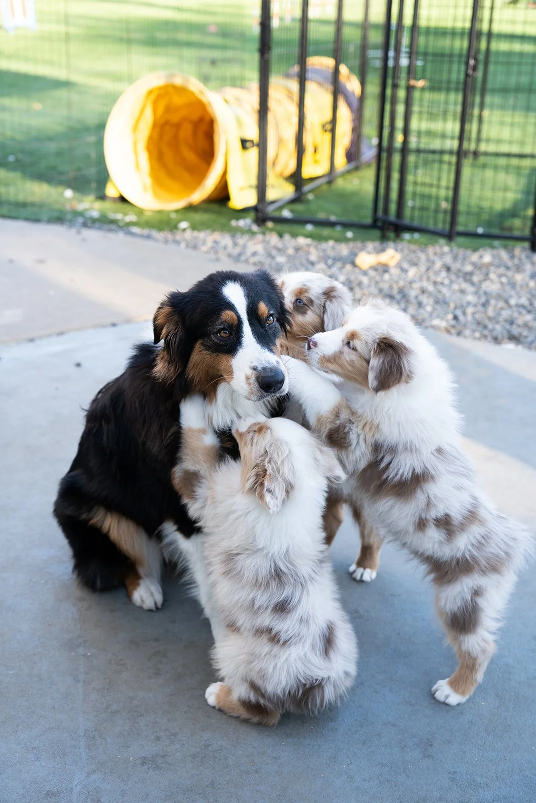 A adult black tri Australian Shepherd playing with three puppies for sale outside on concrete, in front of a fenced area with a yellow play tunnel.
