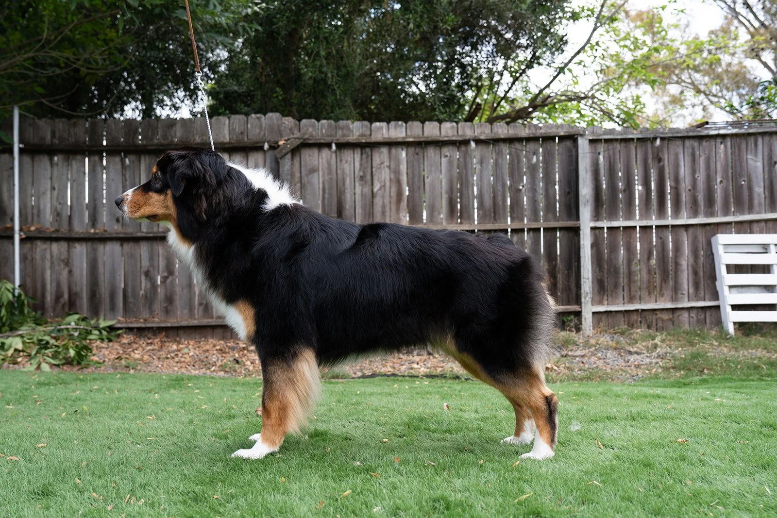 Australian Shepherd dog standing on a grassy backyard, fenced with wood, with trees in the background, facing left.