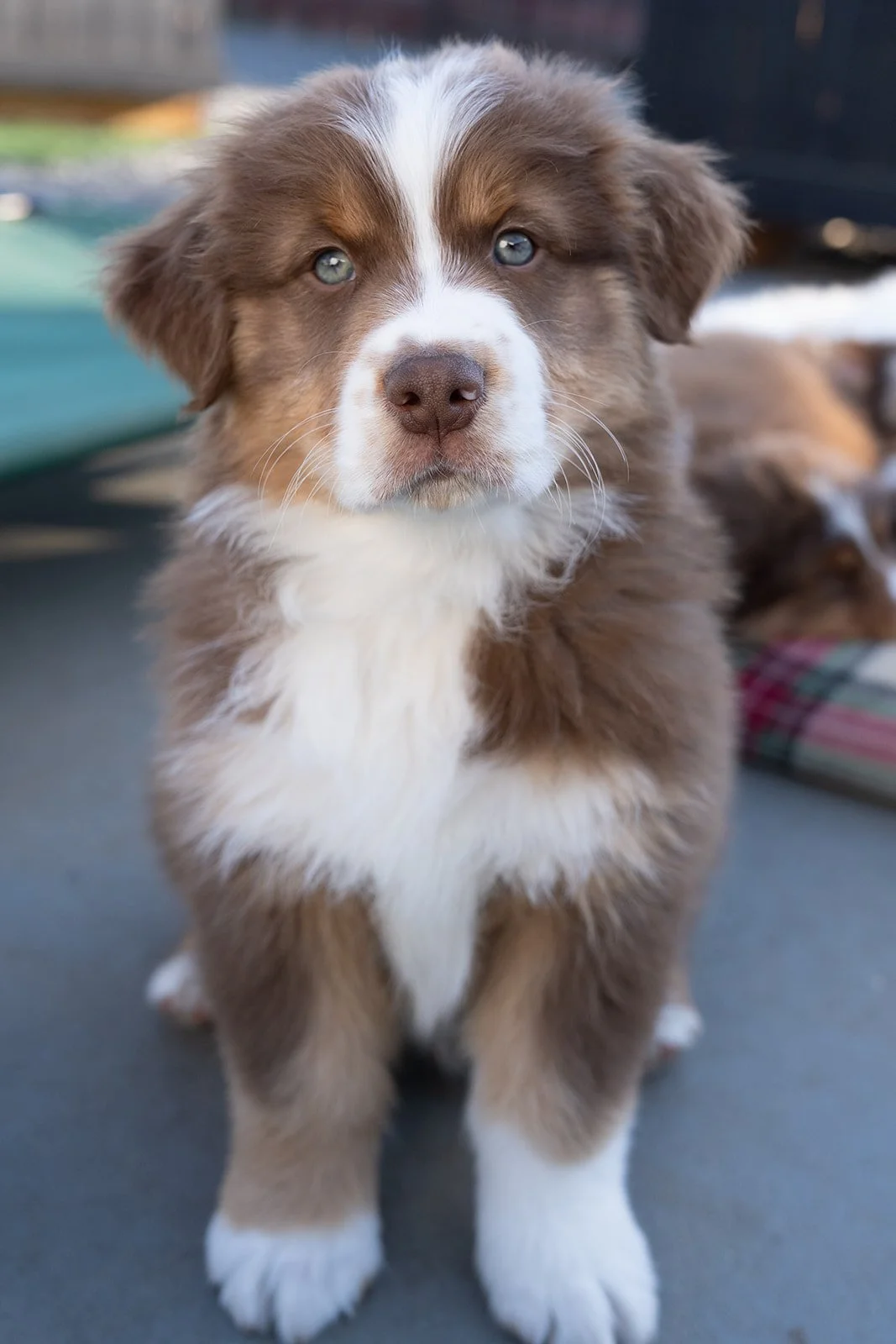 Cute red tri Australian Shepherd puppy for sale with blue eyes and brown and white fur, sitting on a surface.
