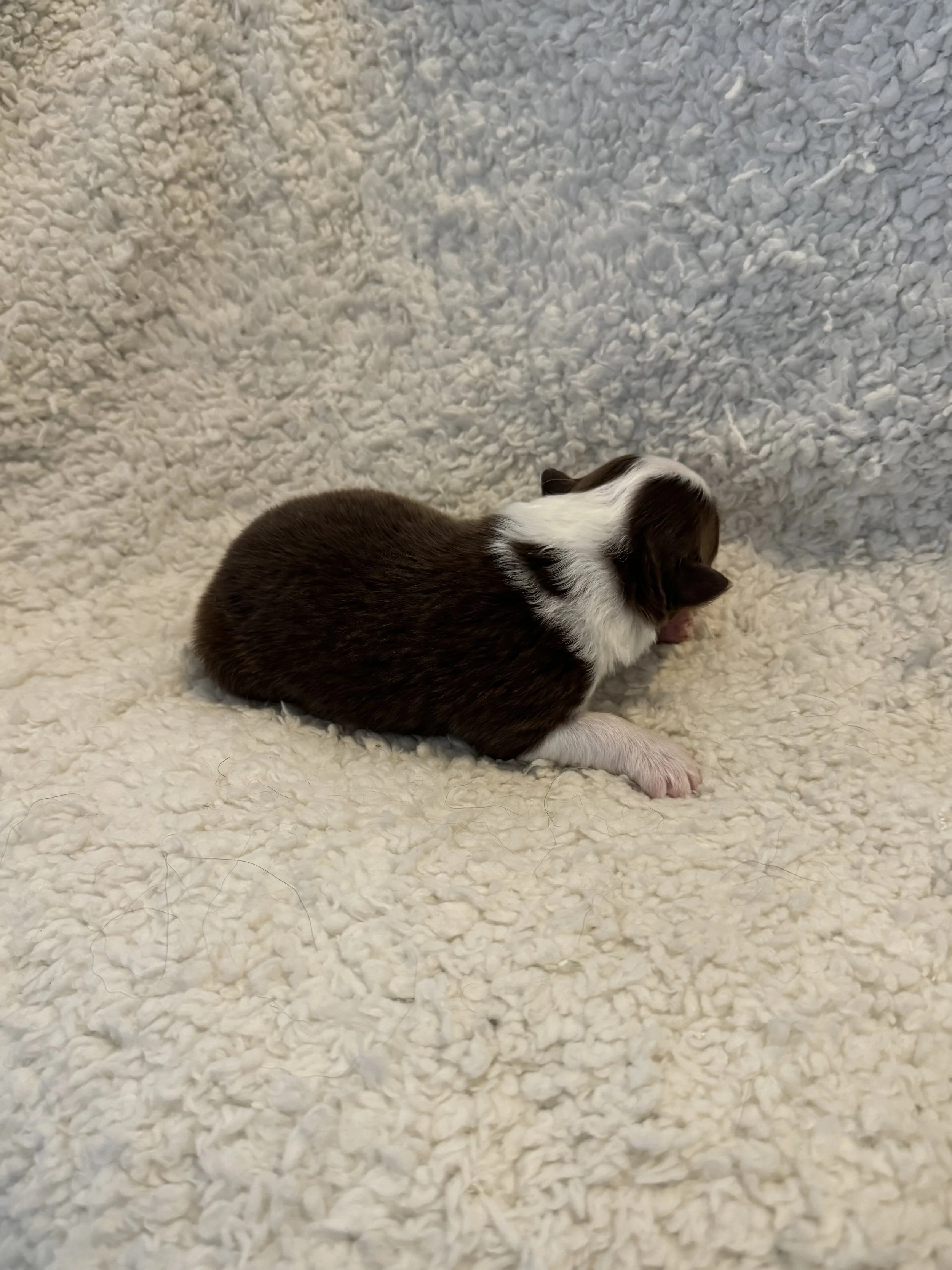 Hamilton- Red Tri Male