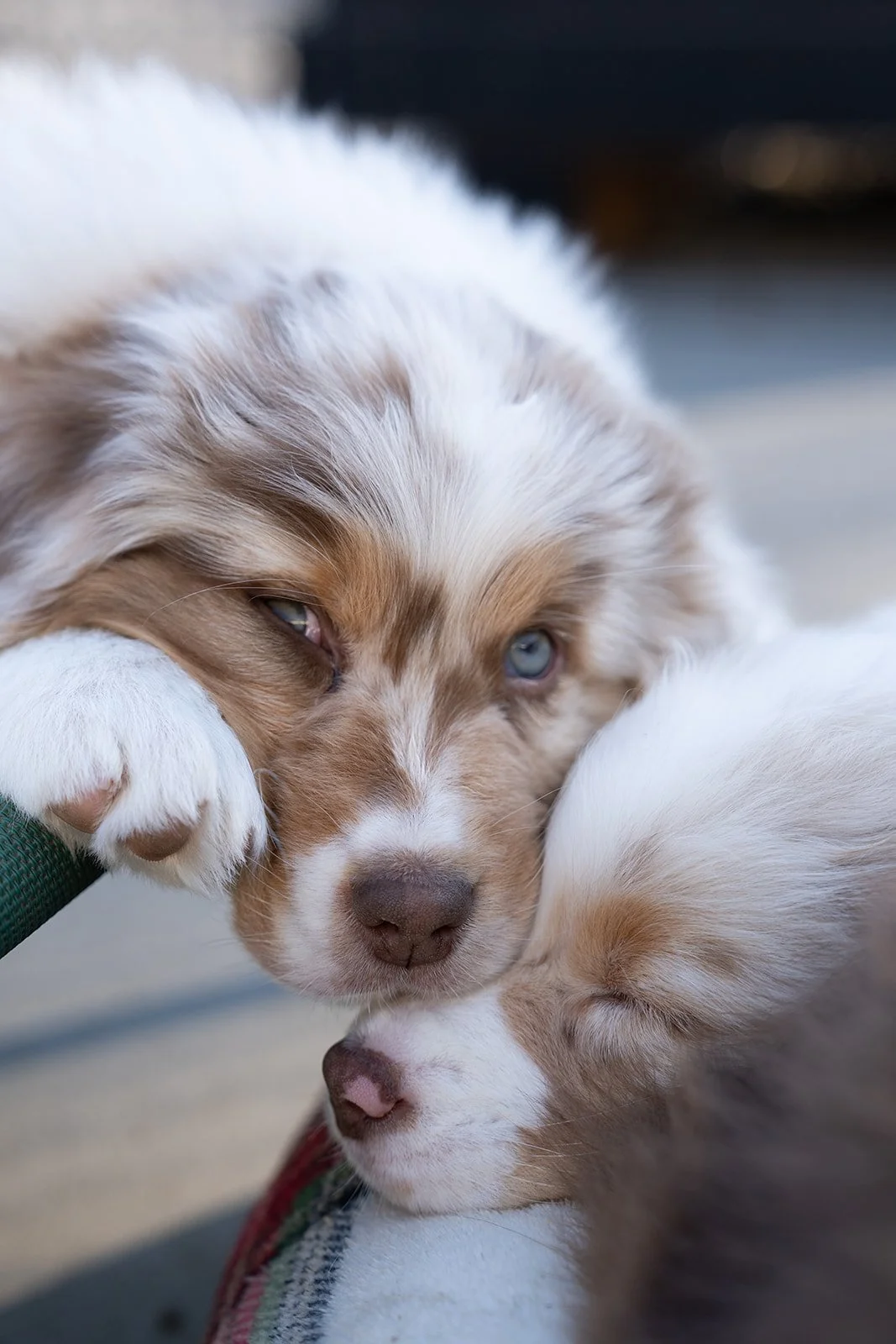 Two aussie puppies for sale cuddling, one resting its head on the other. Red Merles for sale.