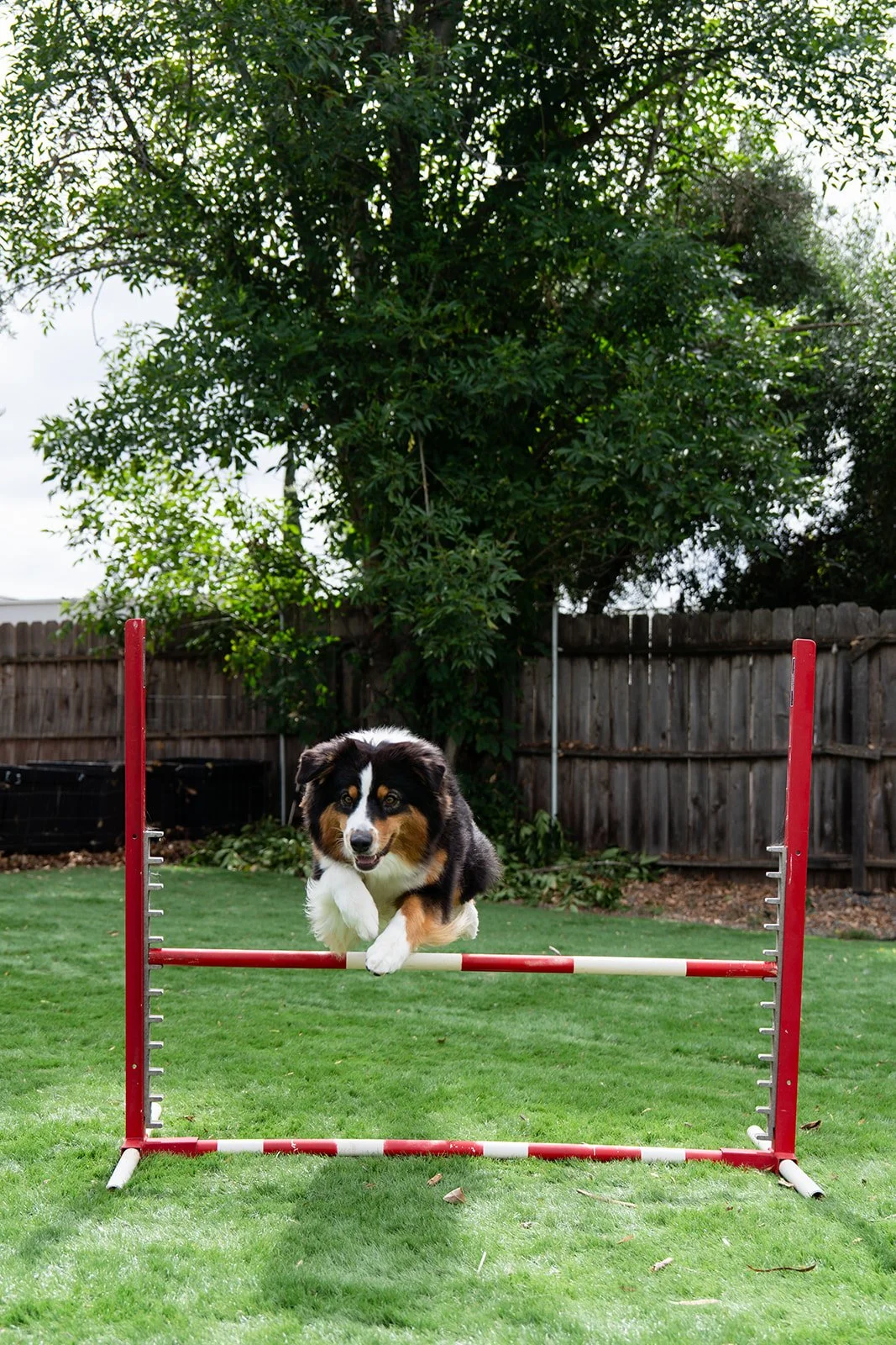 Dog jumping over a red and white agility hurdle in a grassy backyard with trees and a wooden fence in the background. Australian Shepherd breeder near me.
