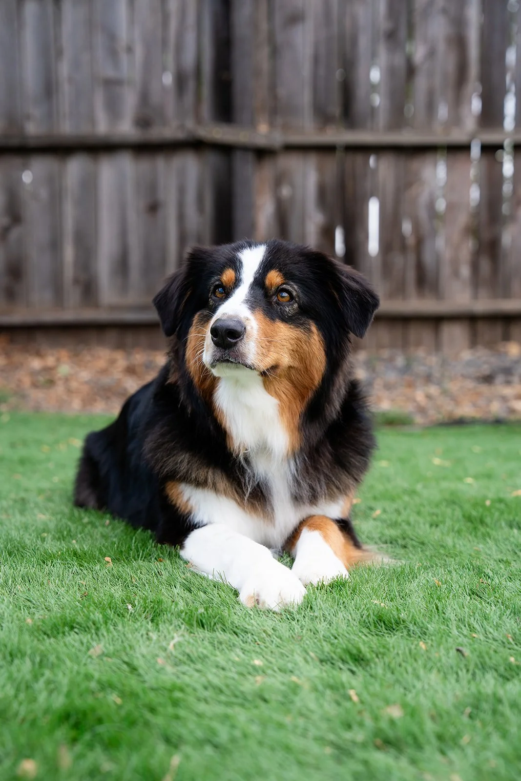 A tricolor Australian Shepherd dog lying on green grass in a backyard with a wooden fence in the background.