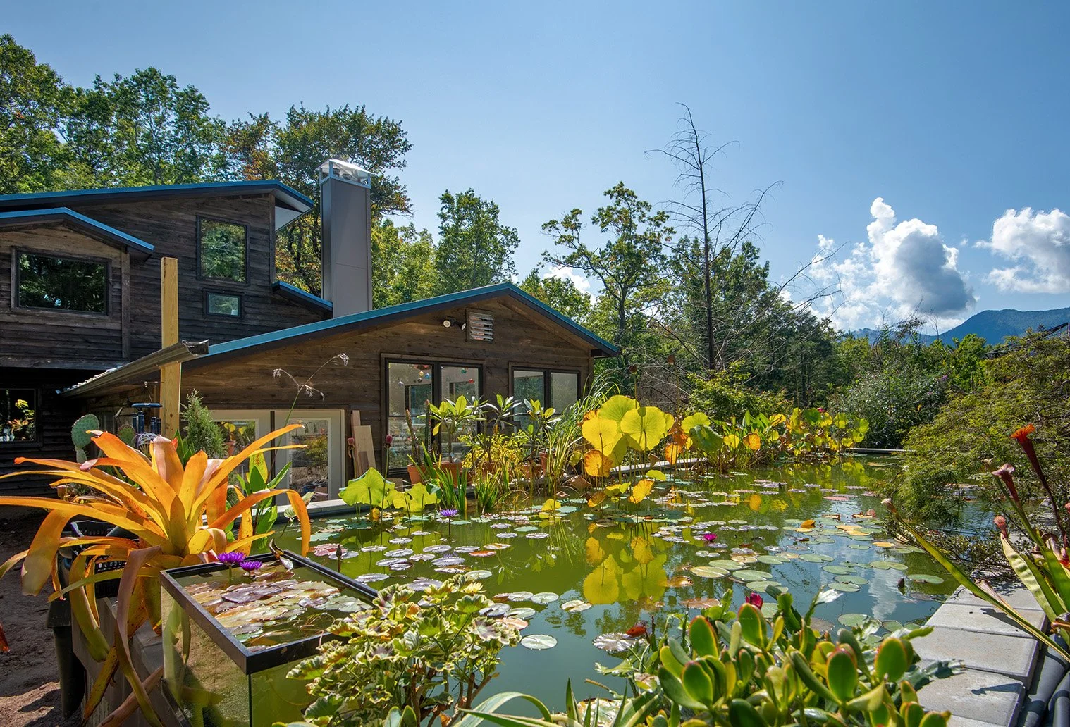 A modern wooden house with large windows beside a pond filled with water lilies and lush plants, surrounded by trees and mountains in the background.