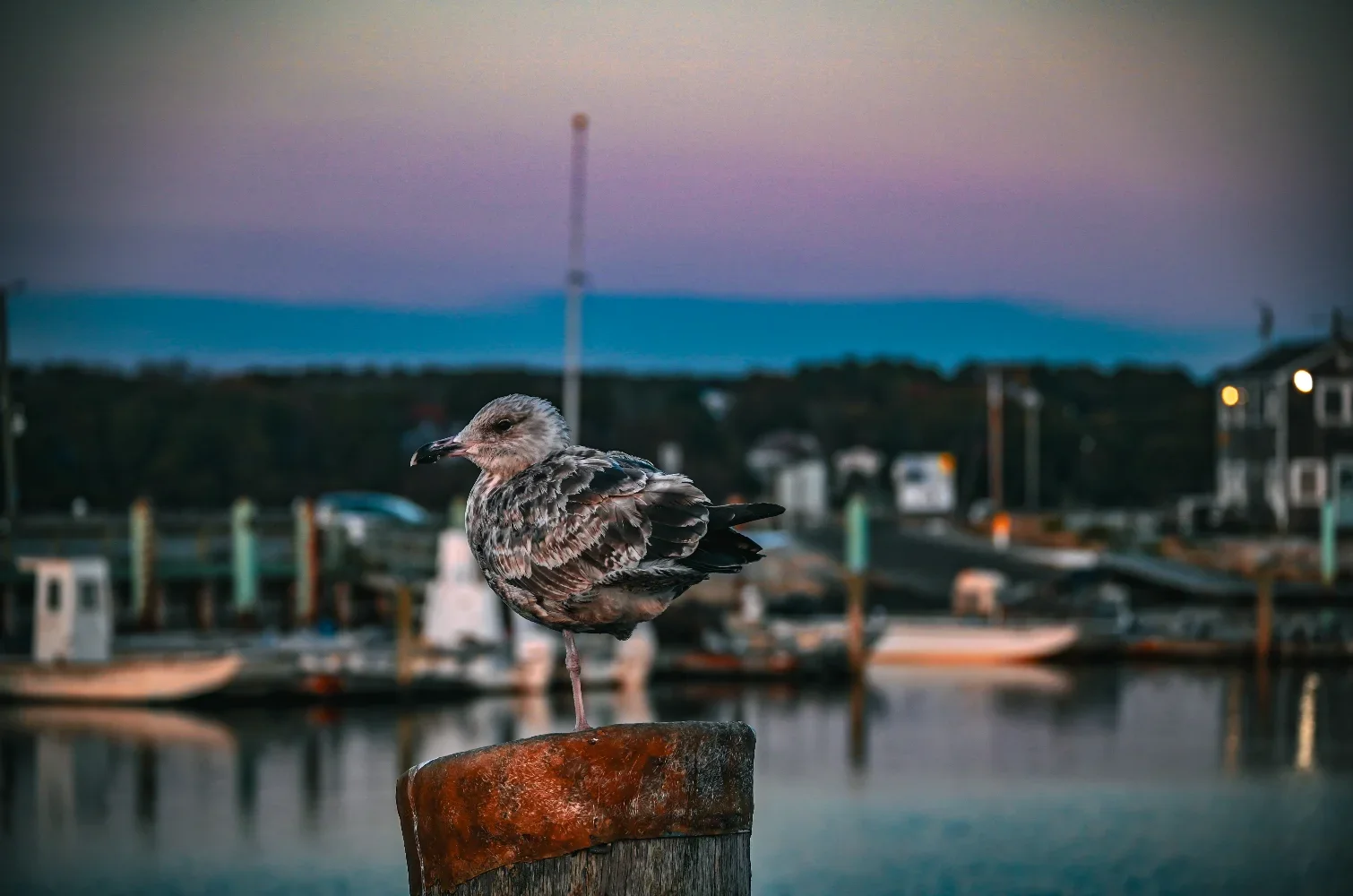 pier scene photo by lisa