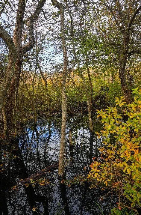 A small forest pond surrounded by trees with autumn-colored leaves.