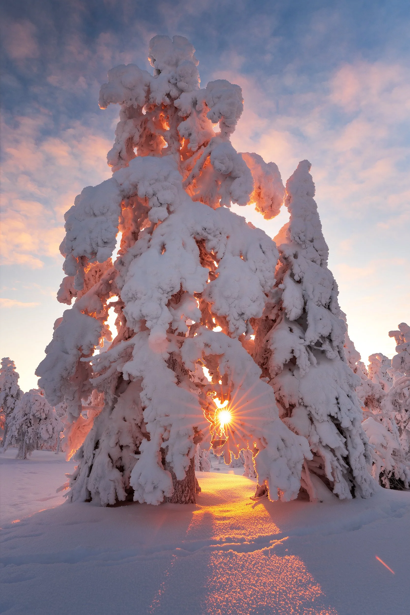 Snow-covered trees with sunlight shining through, creating a glowing effect, during sunrise or sunset in a winter landscape.