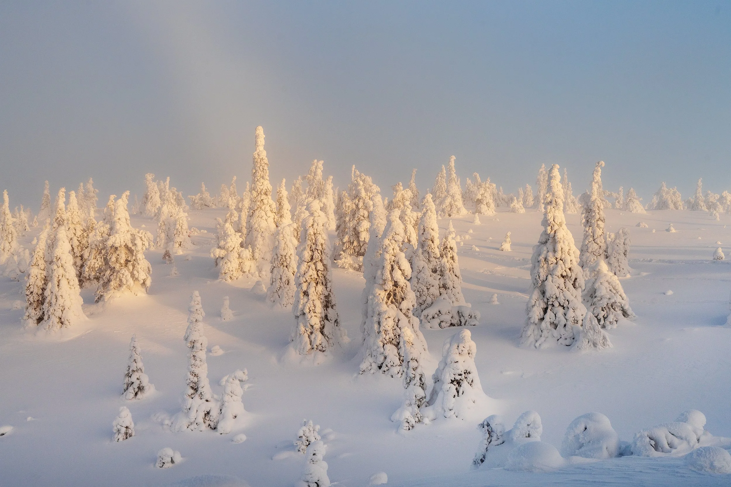 Snow-covered trees in a winter landscape with a clear sky.