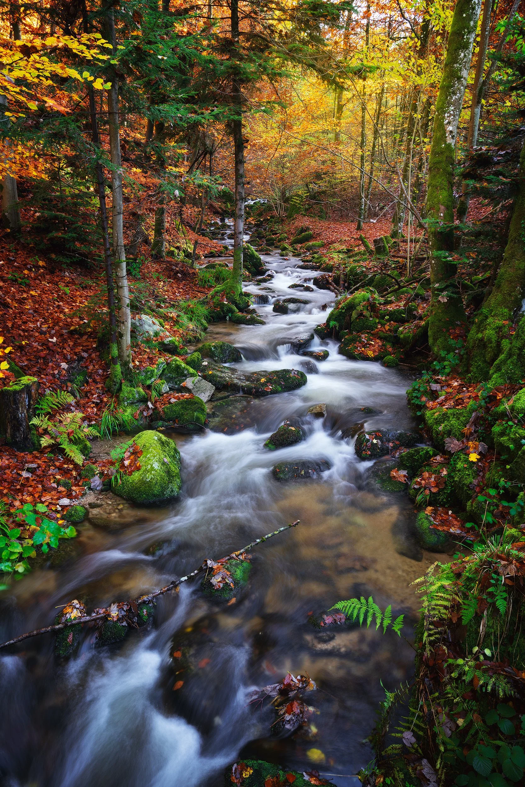 A serene forest scene with a flowing stream surrounded by colorful autumn trees and moss-covered rocks.