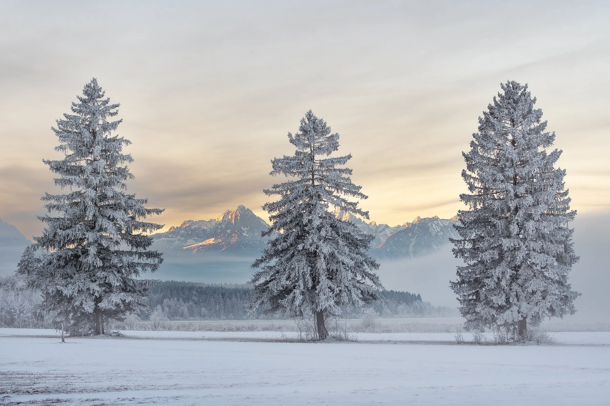 Three snow-covered pine trees in a winter landscape with distant snow-capped mountains and a light-colored sky.