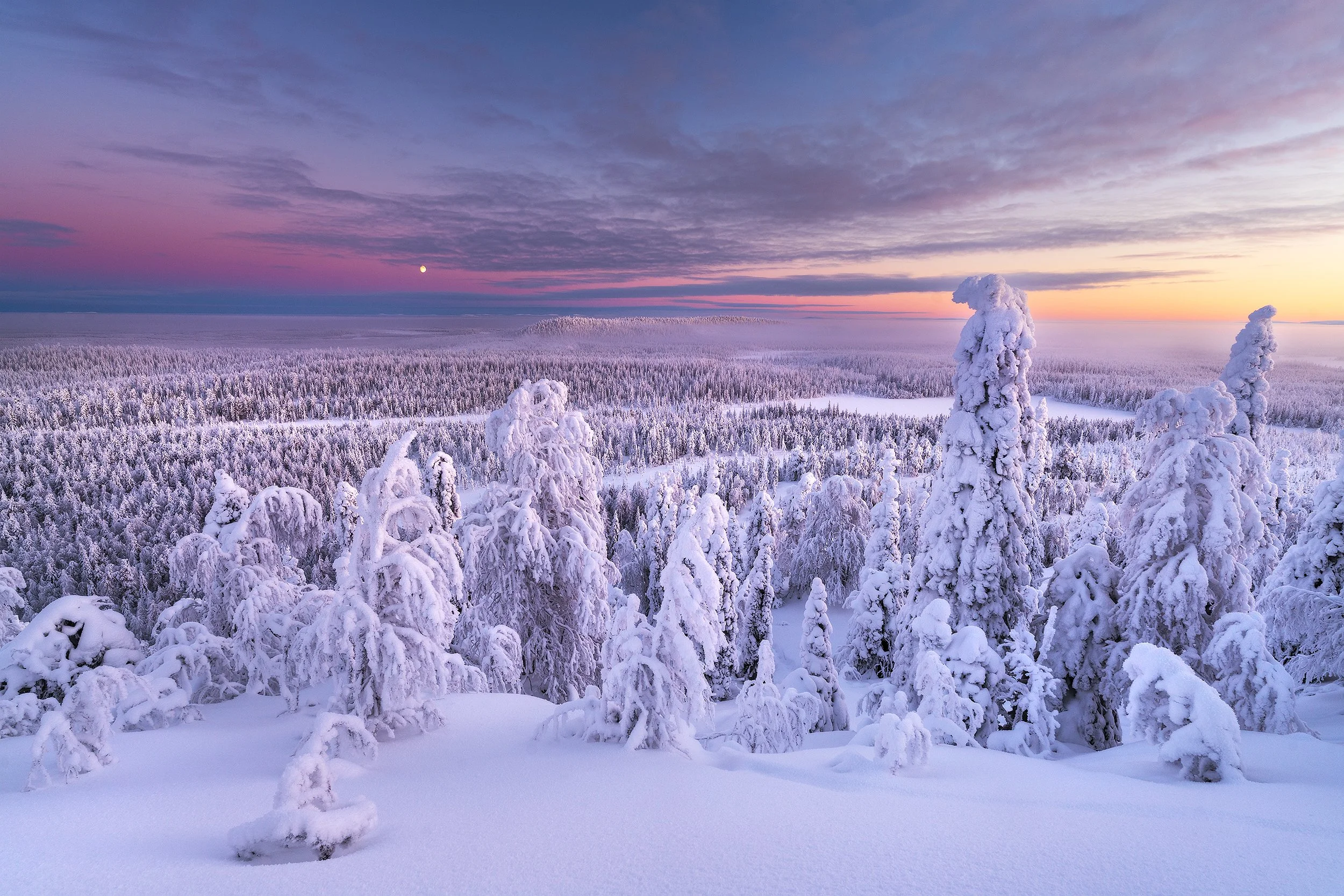 Snow-covered trees in a winter landscape during sunset with a colorful sky and a visible moon.