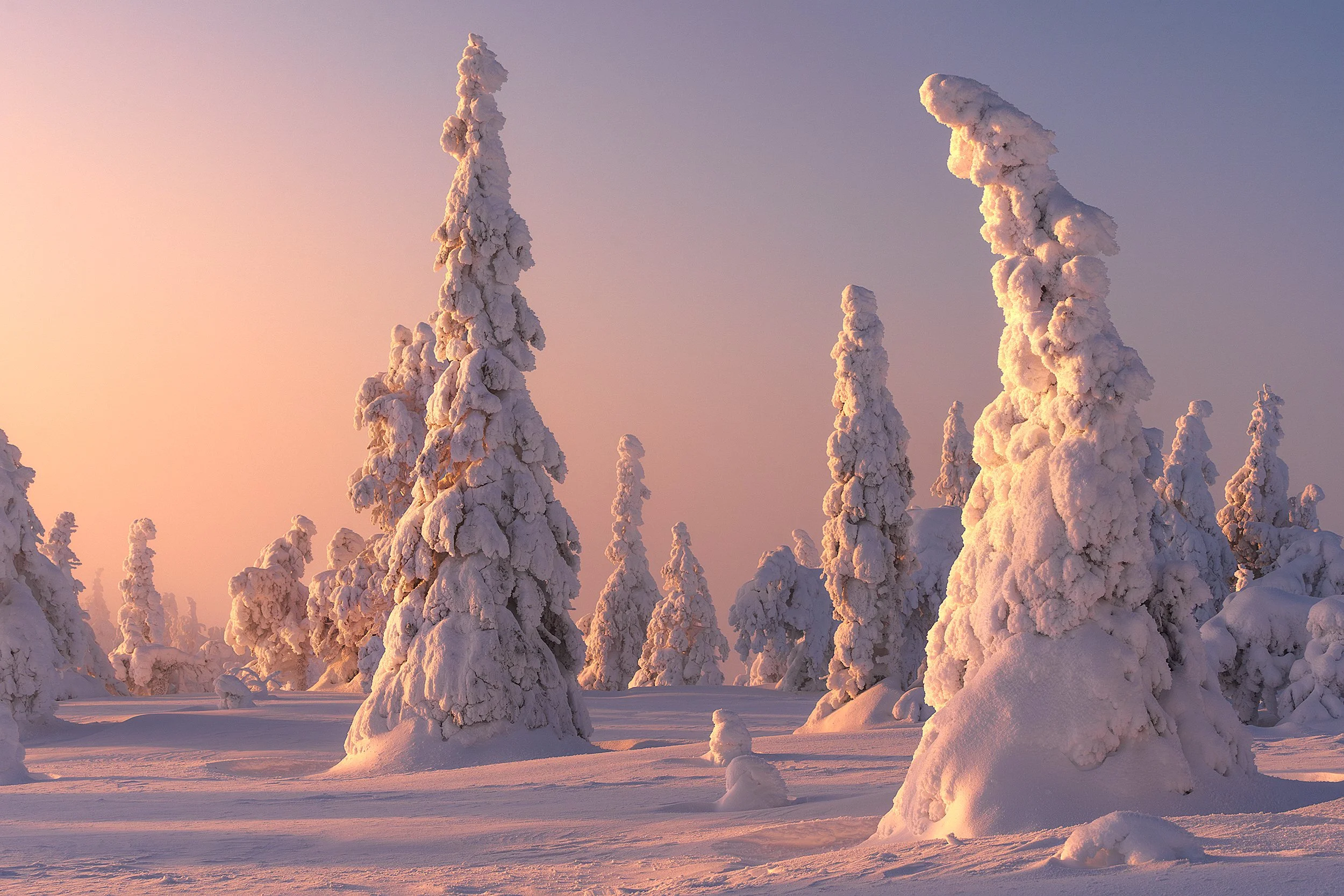 Snow-covered evergreen trees in a winter landscape at sunset