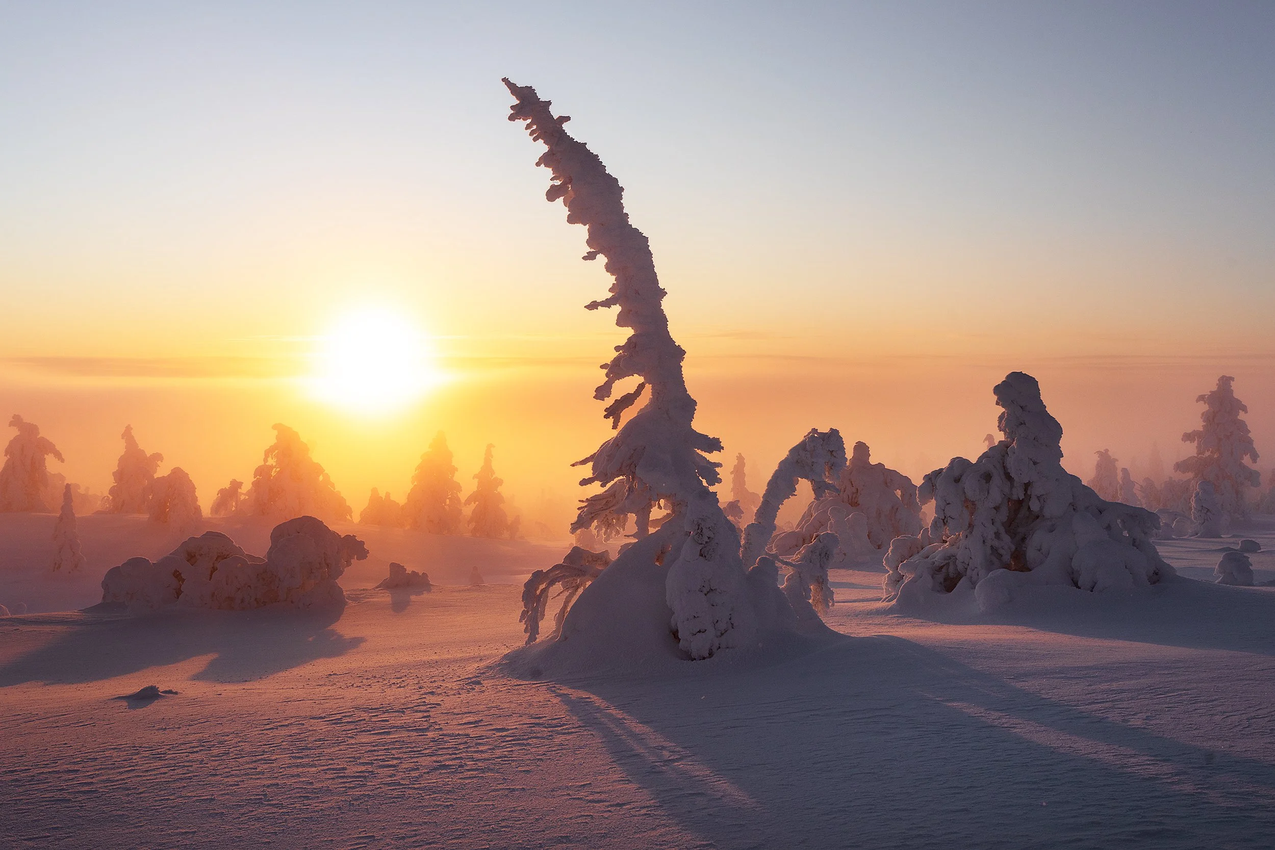 Snow-covered trees in a winter landscape at sunrise with tracks in the snow.