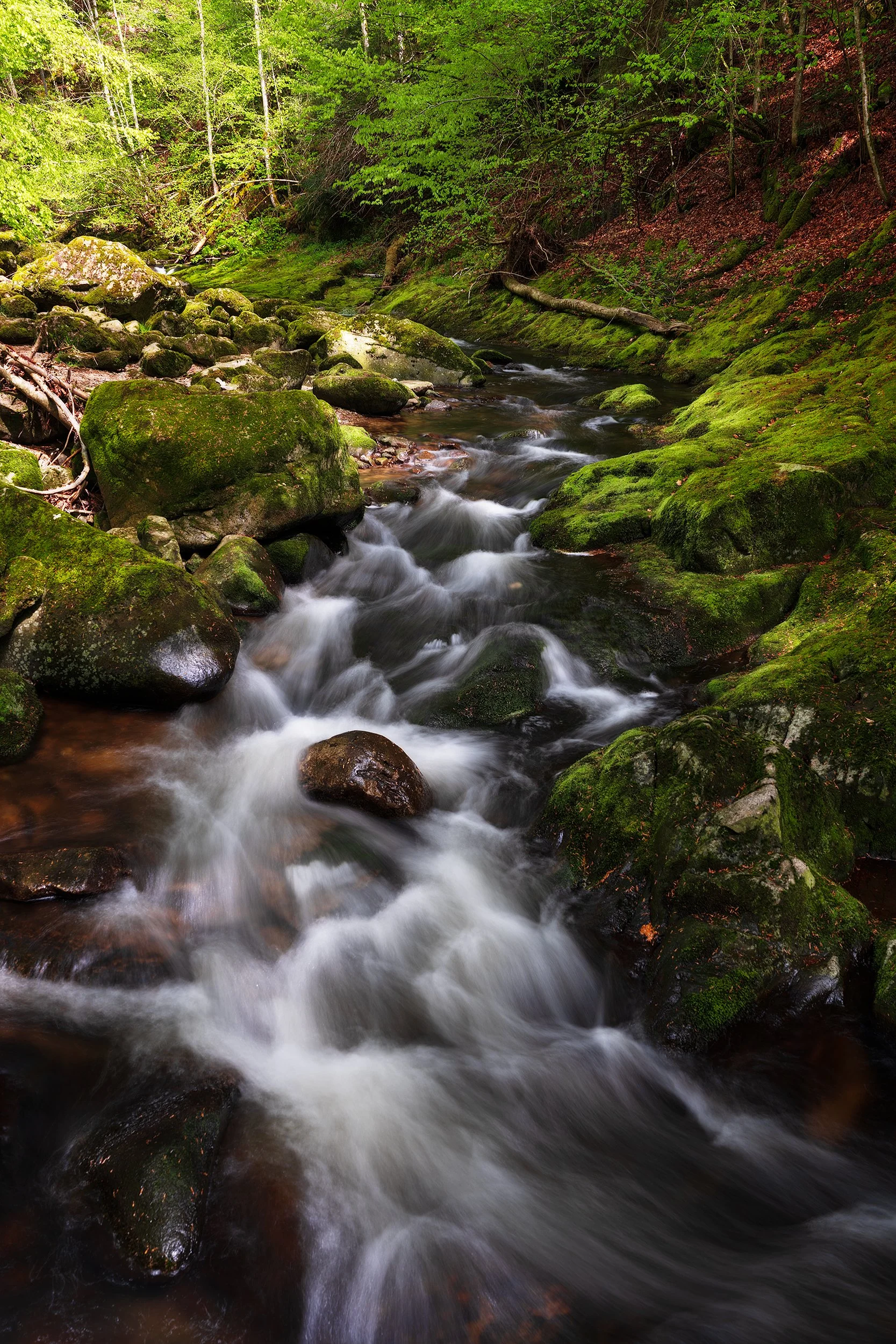 A flowing stream in a lush green forest with moss-covered rocks and trees.