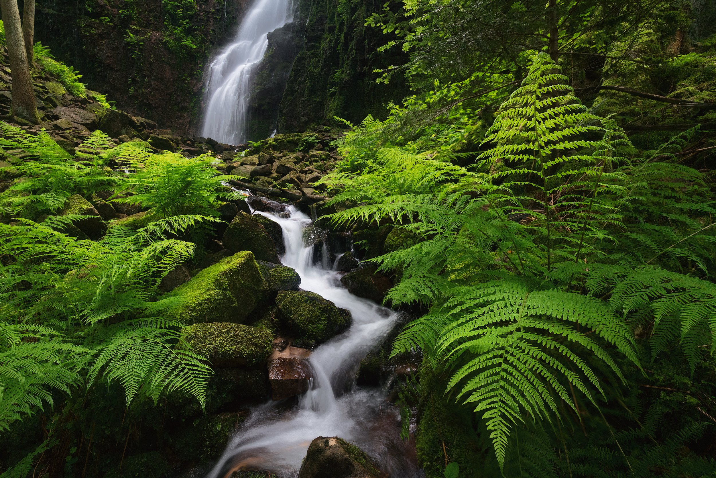 A lush green forest with ferns and a small waterfall flowing over rocks.