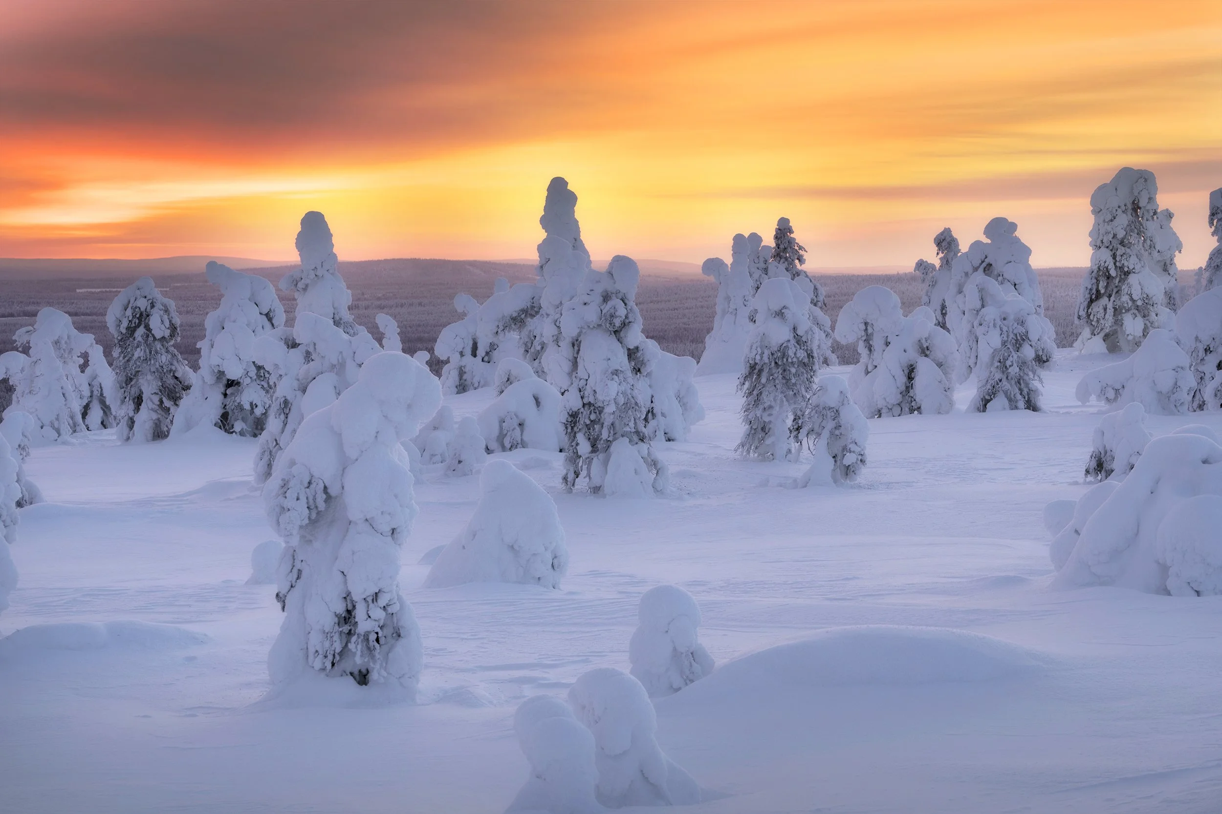 Snow-covered trees in a winter landscape at sunset with a colorful sky.