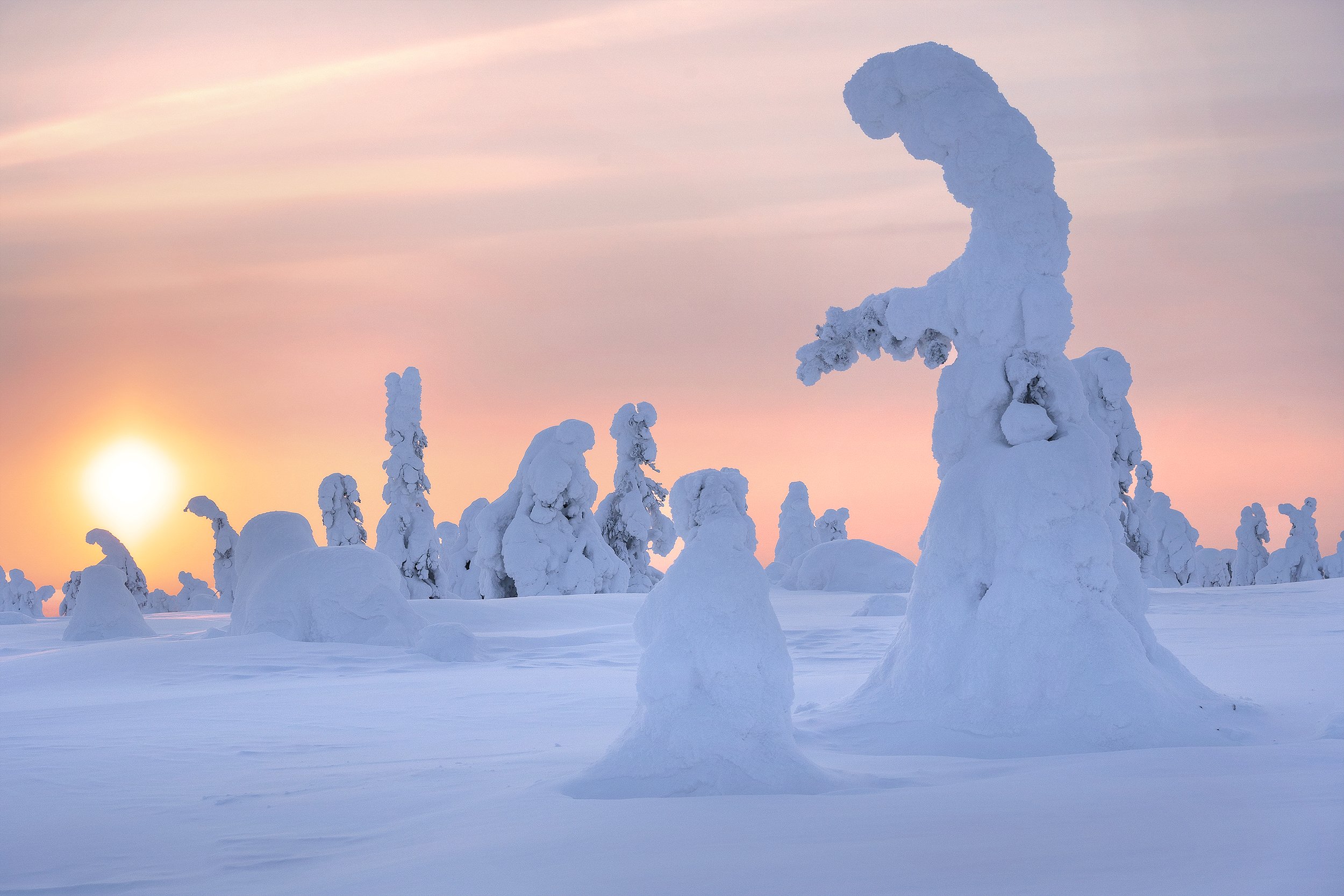Snow-covered trees in a winter landscape at sunset with a pink and orange sky.