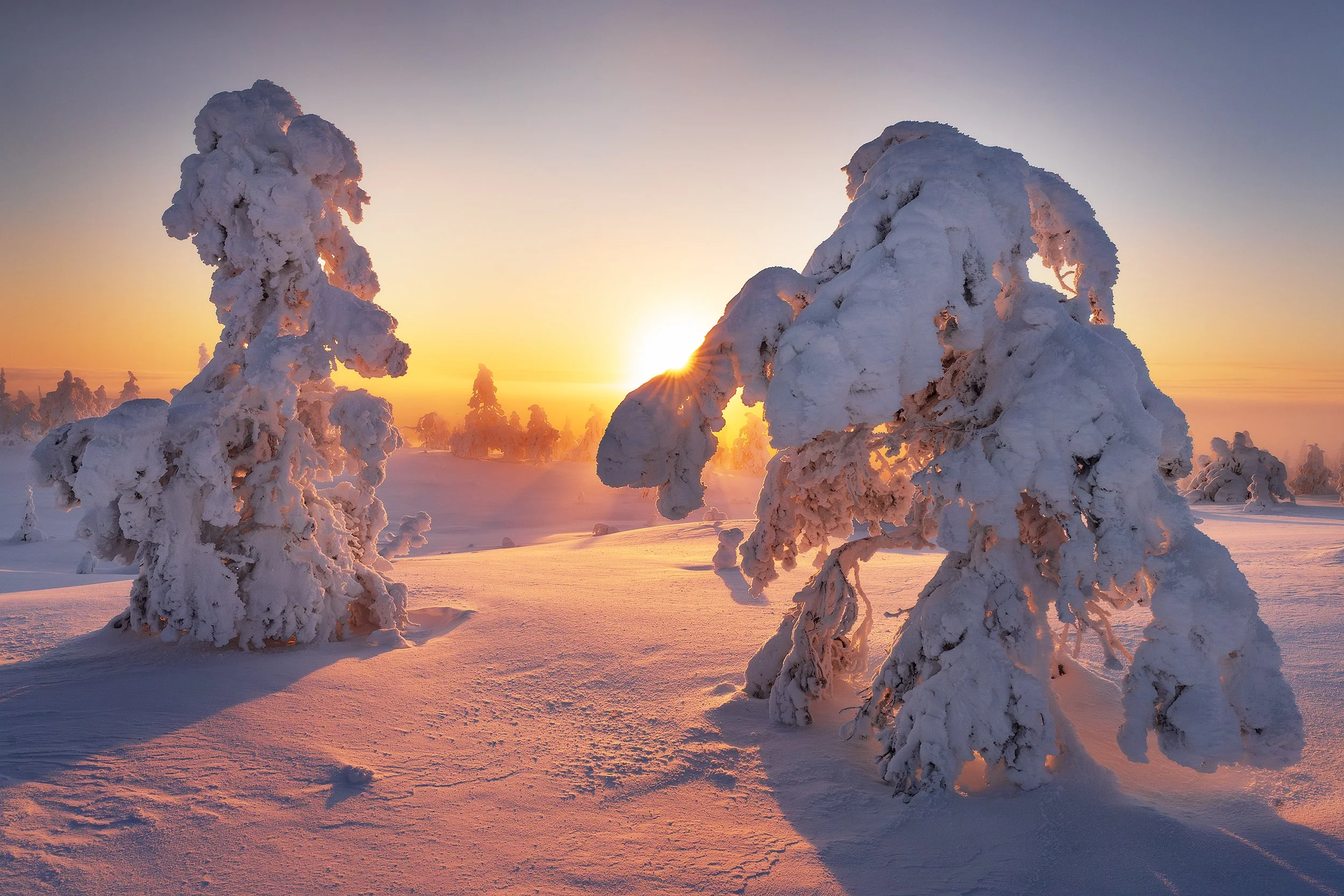 Snow-covered trees at sunset in a winter landscape.