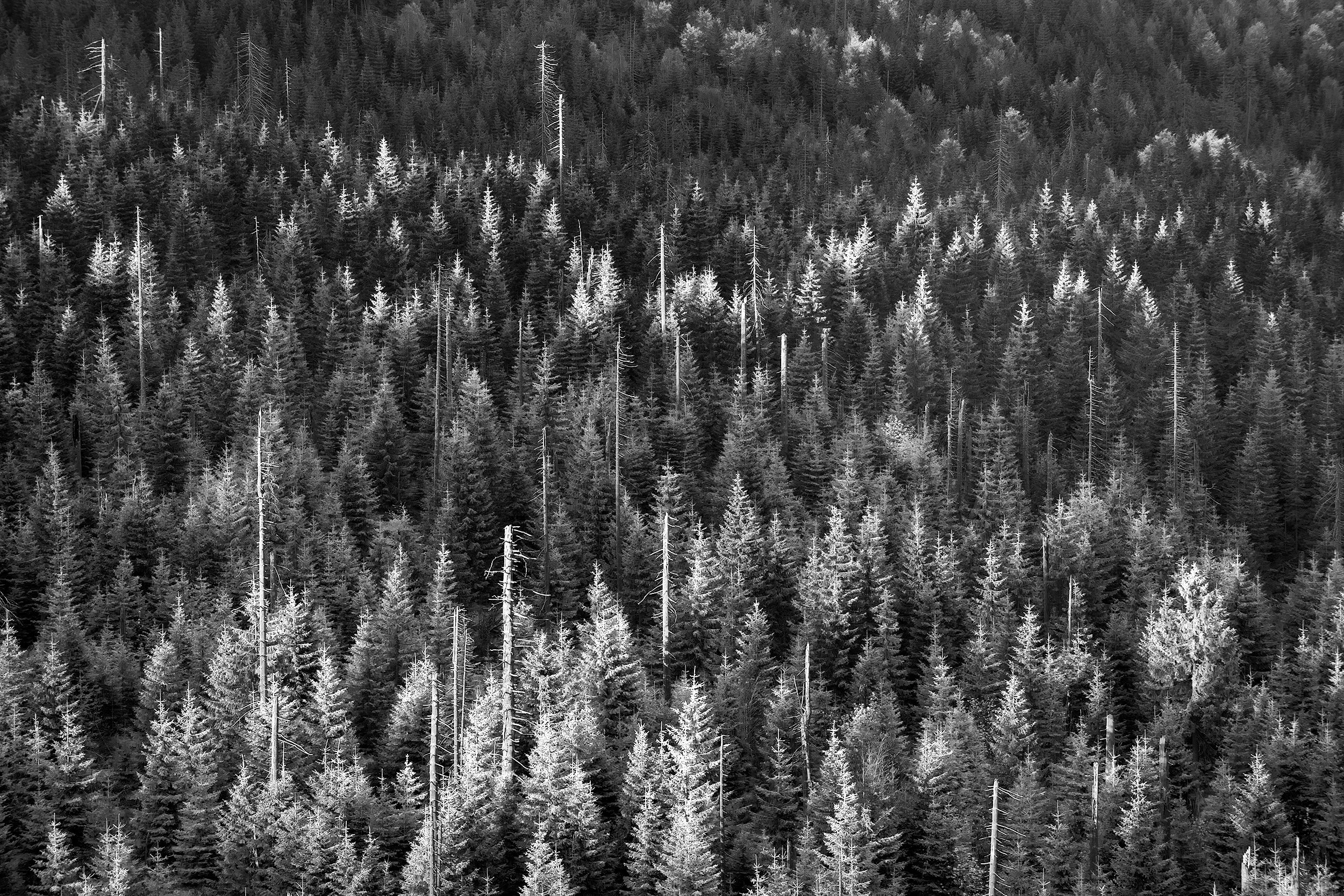 A mountain of densely packed conifer trees with some dead trees visible, in black and white.