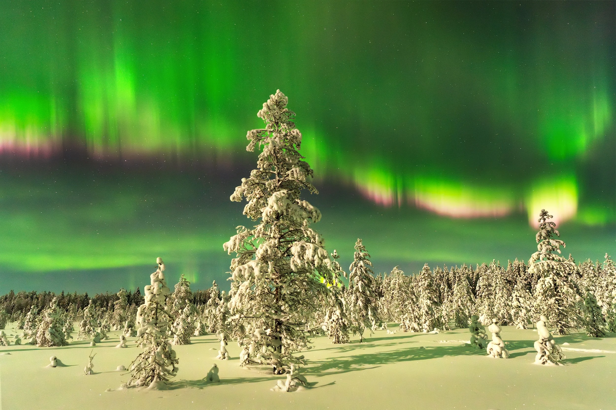 Snow-covered trees beneath the northern lights in a winter landscape.